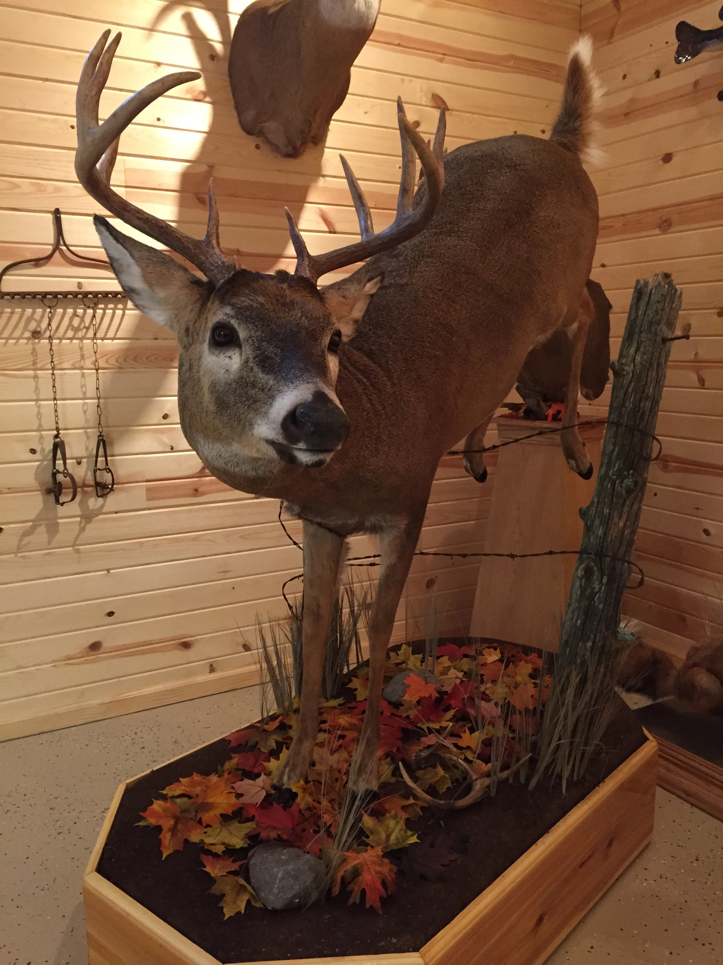 Whitetail-Deer-9.JPG