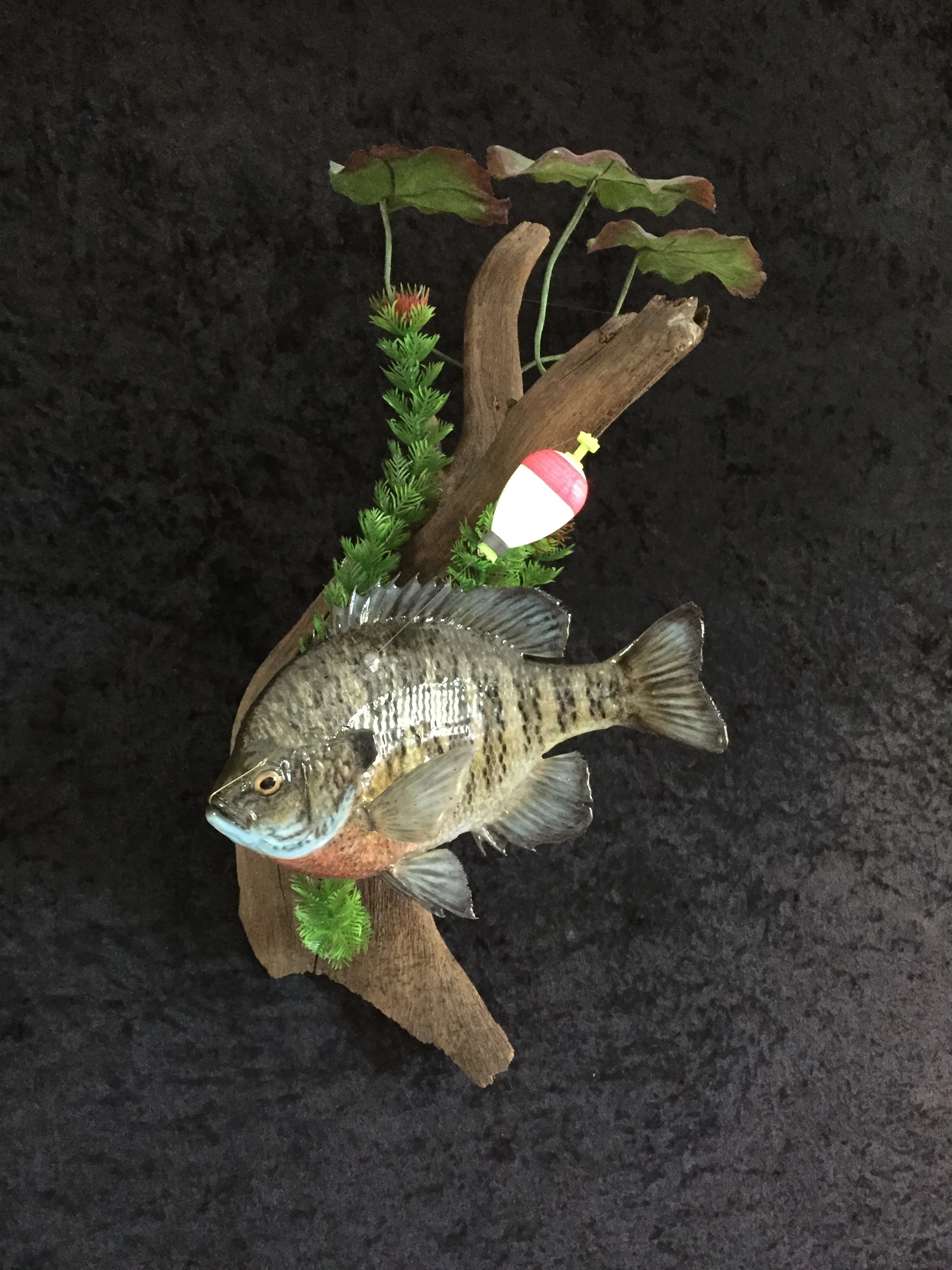 Bluegill-1.JPG