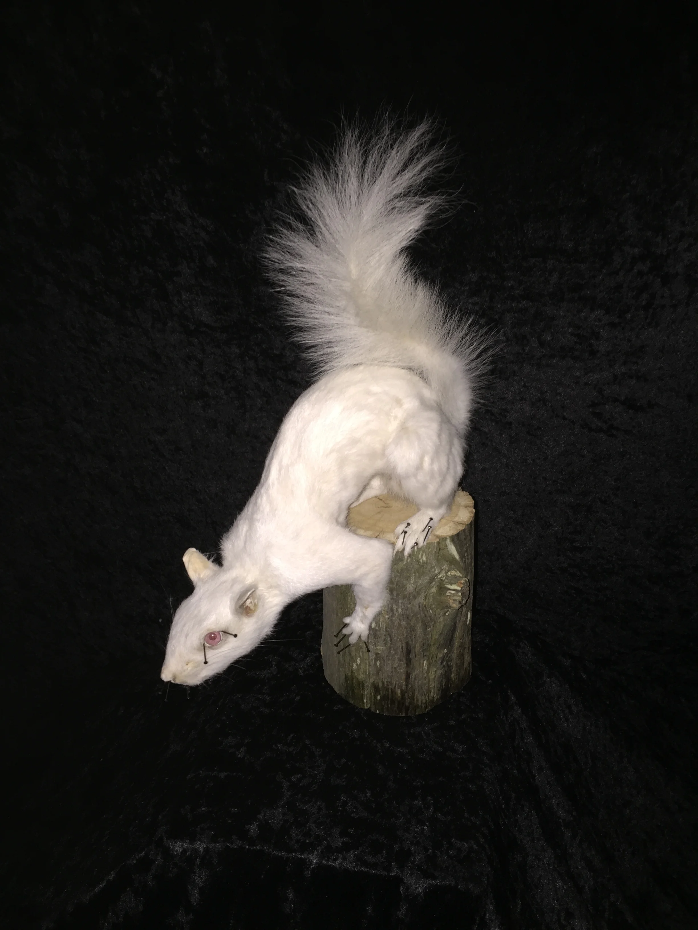 Squirrel-1.JPG