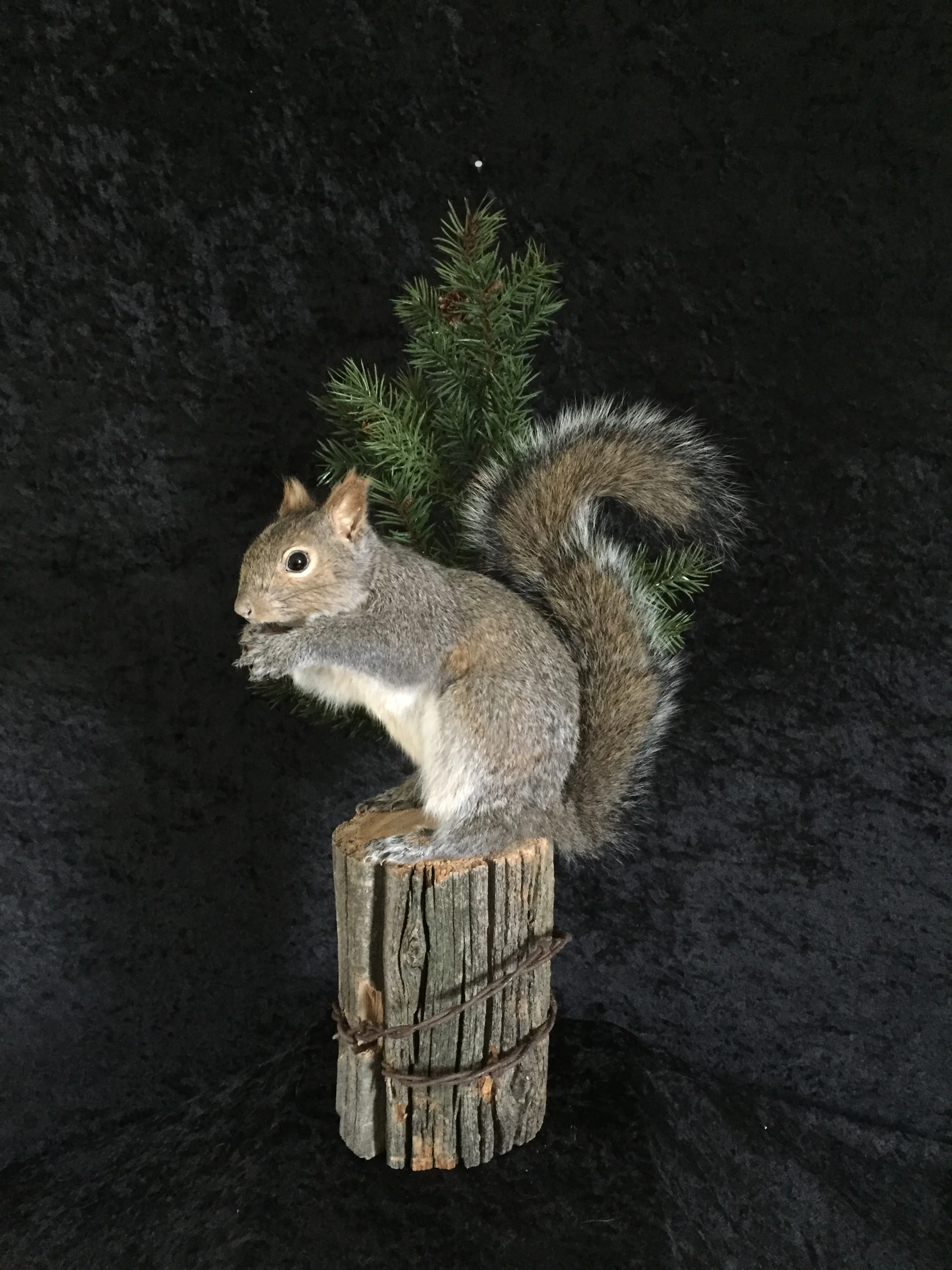 Squirrel-2.JPG