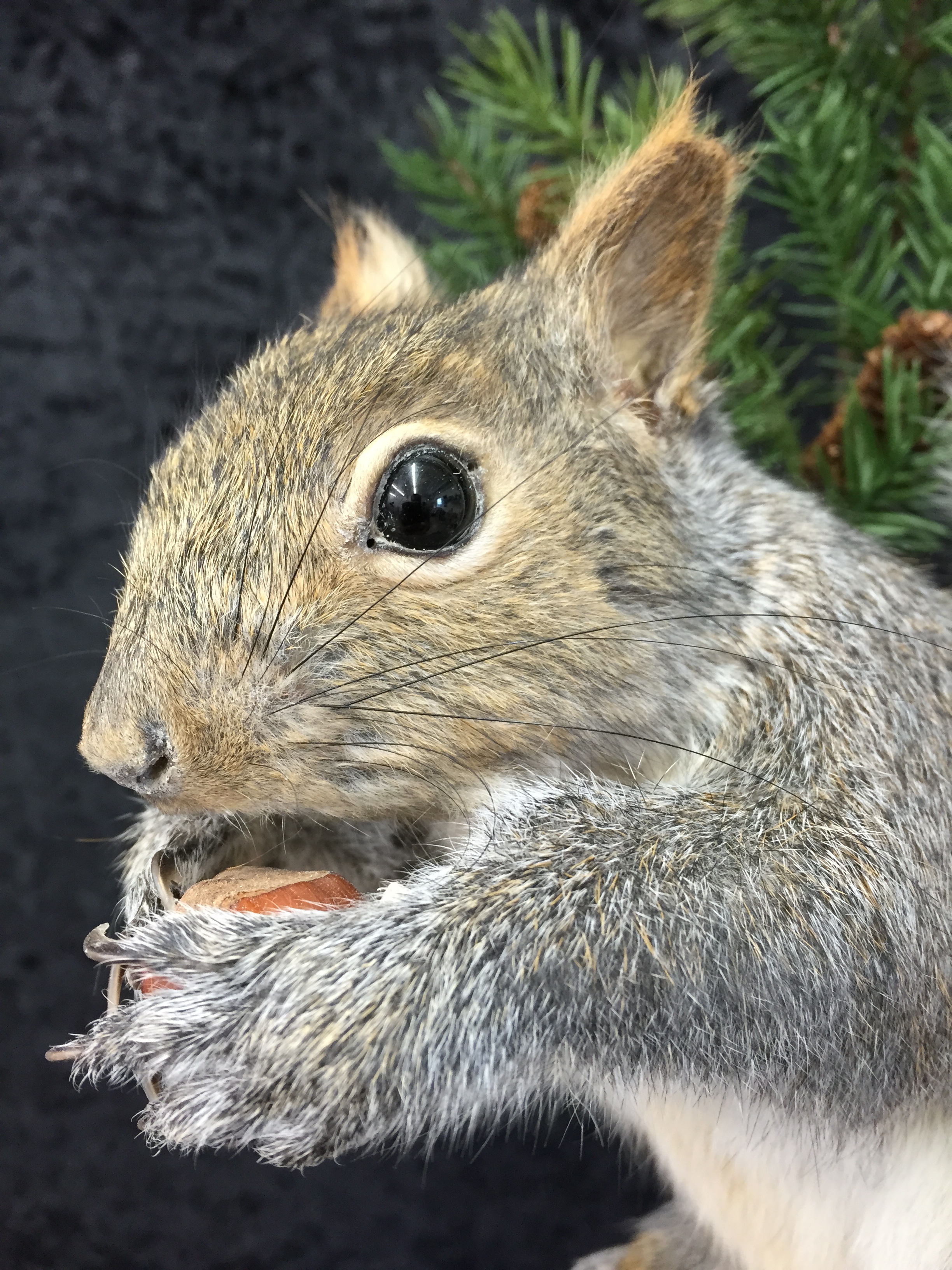 Squirrel-3.JPG