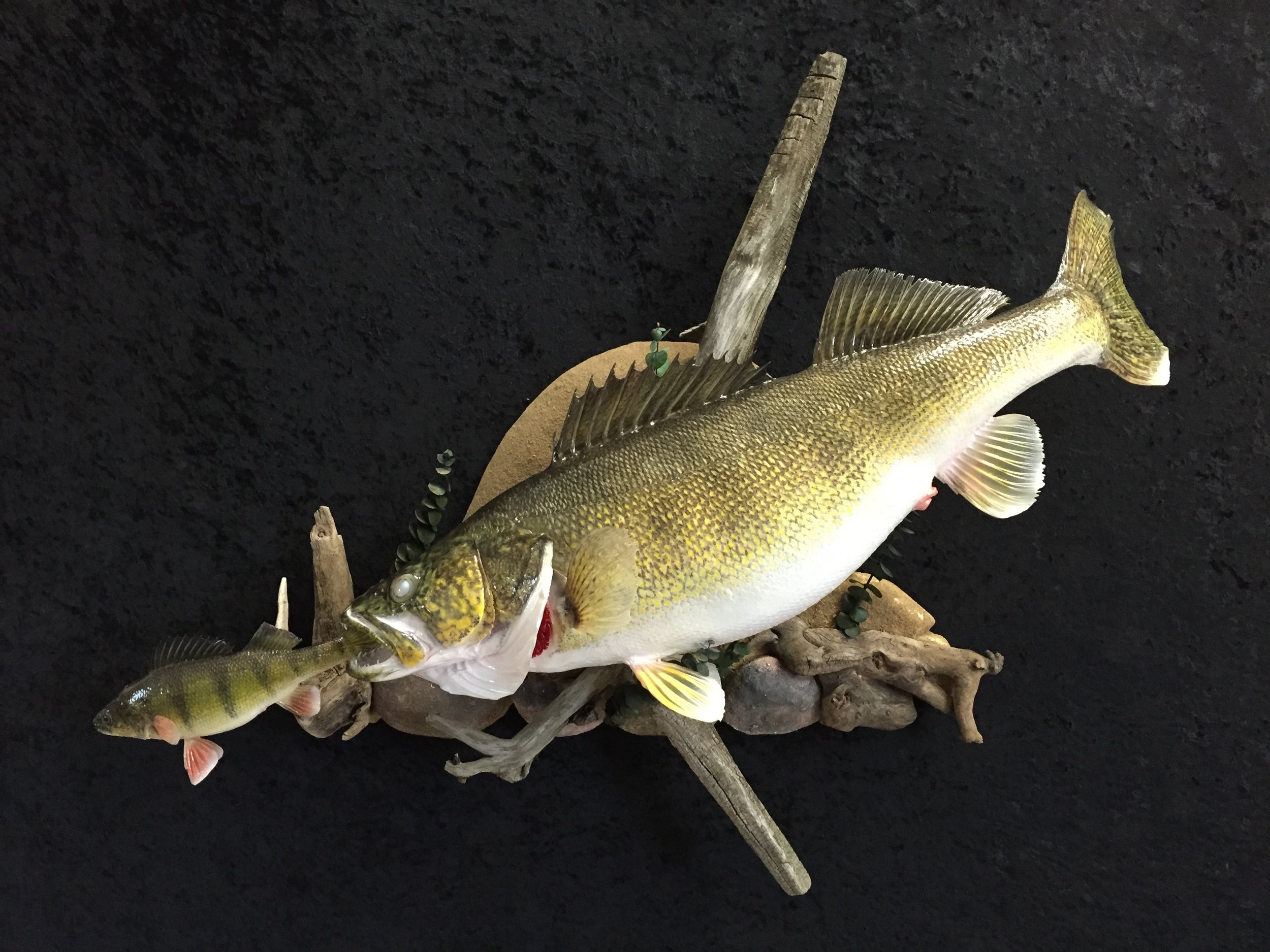 Walleye-Perch-1.JPG