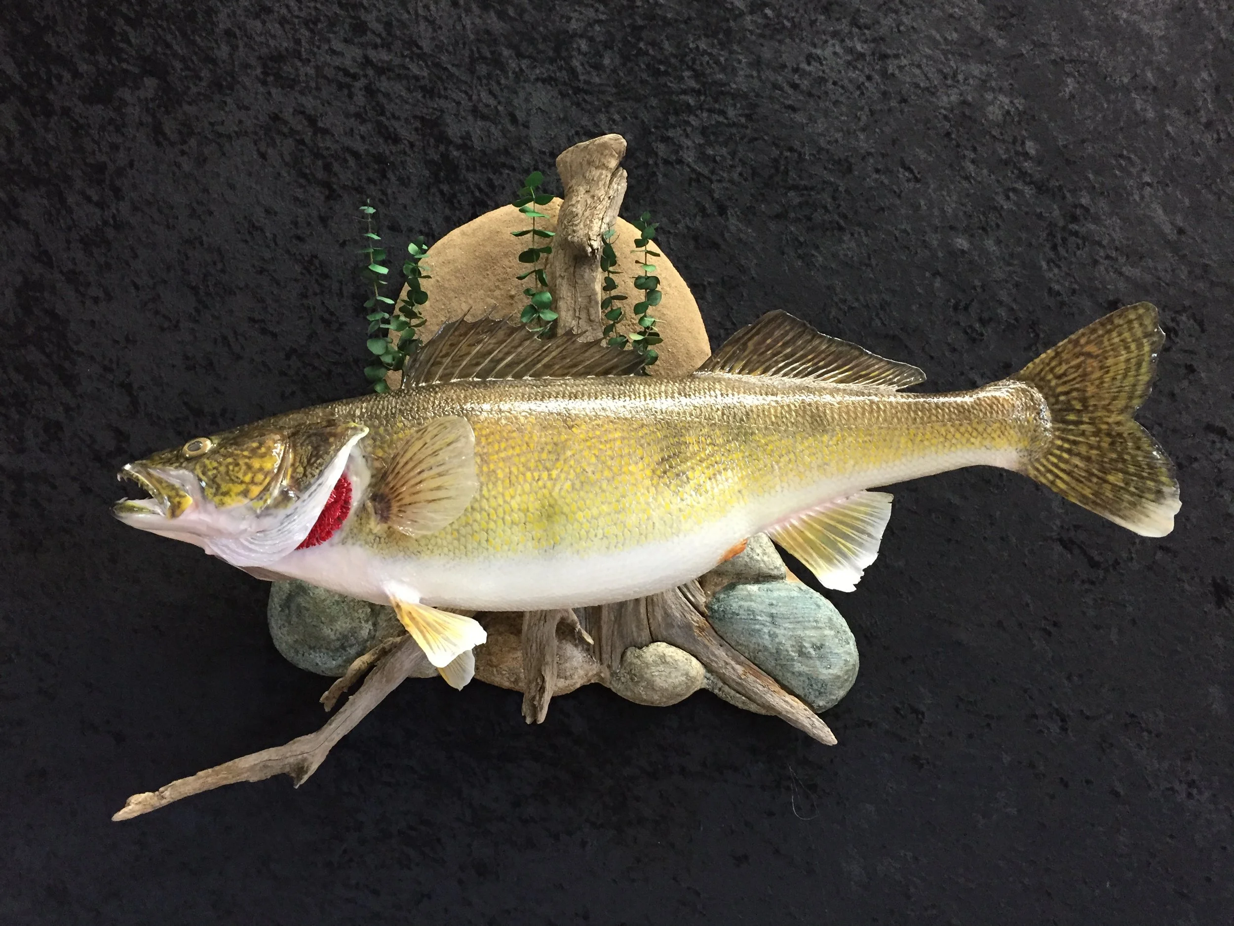 Walleye-4.JPG