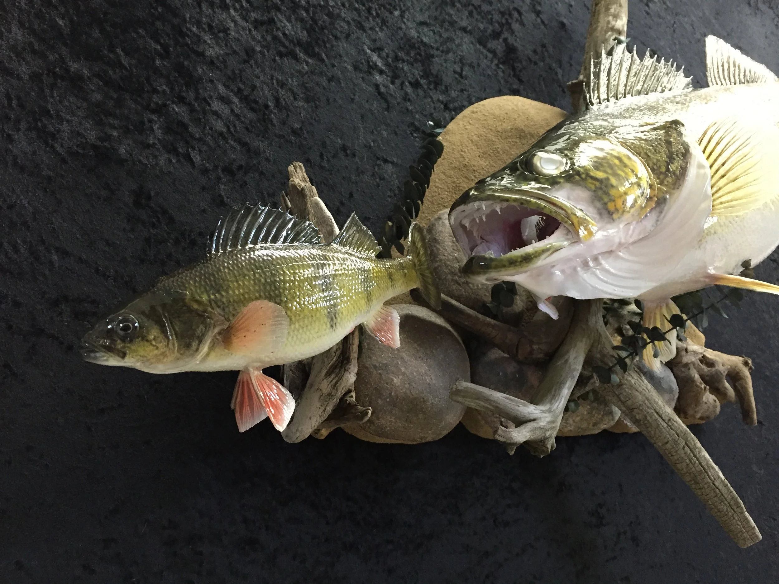 Walleye-Perch-2.JPG