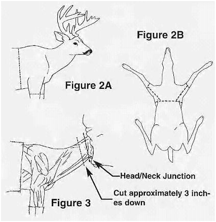 Capping for a shoulder Mount