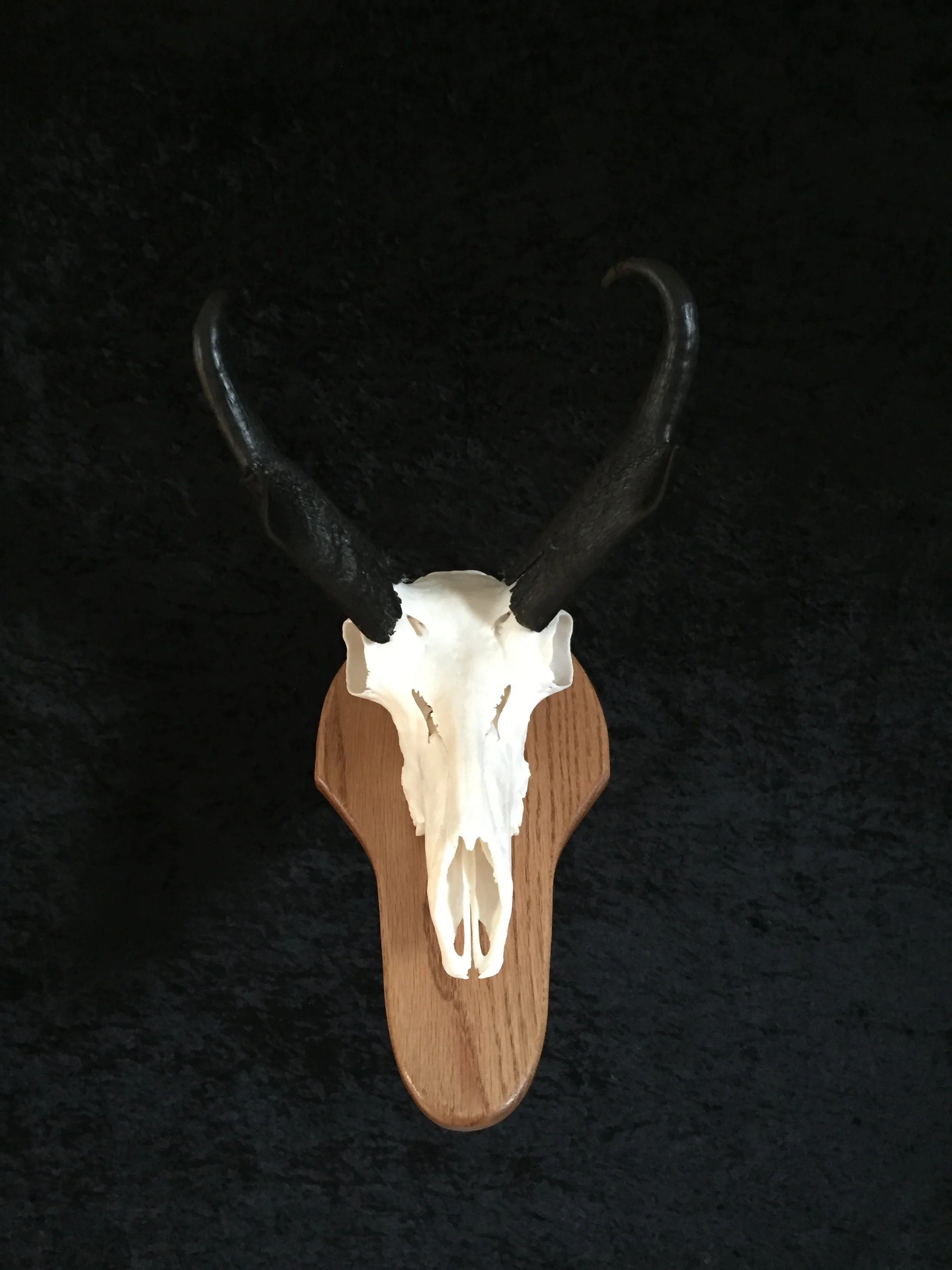 Antelope-Plaque-2.JPG