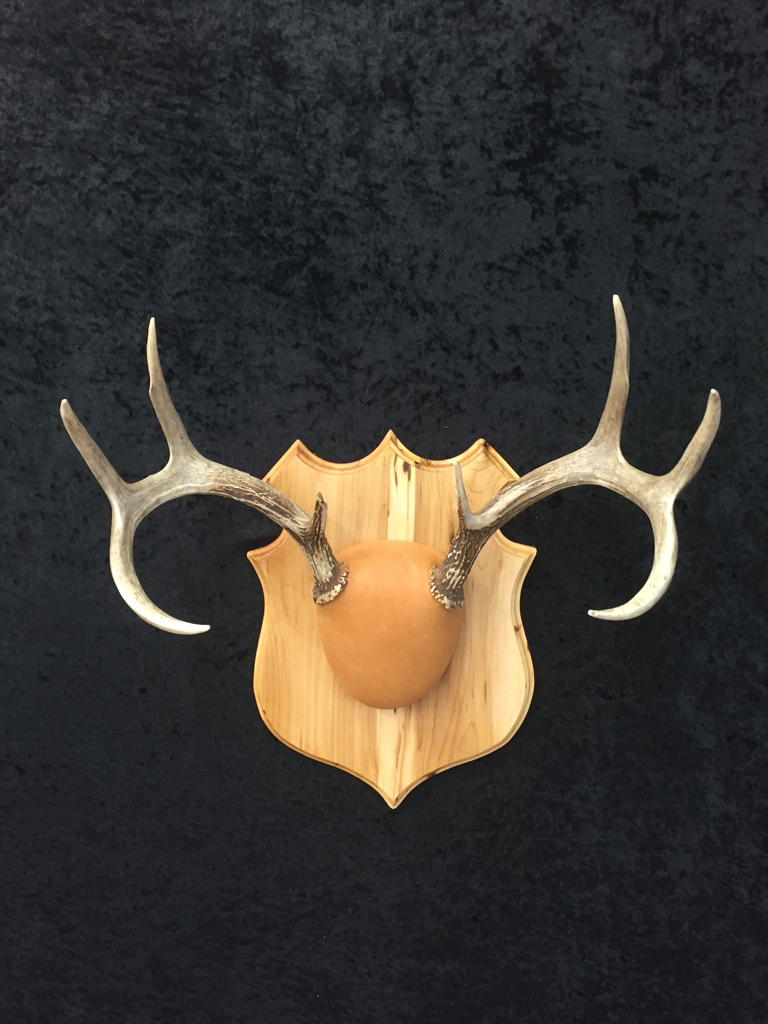 Whitetail-Antler-Plaque-1.JPG