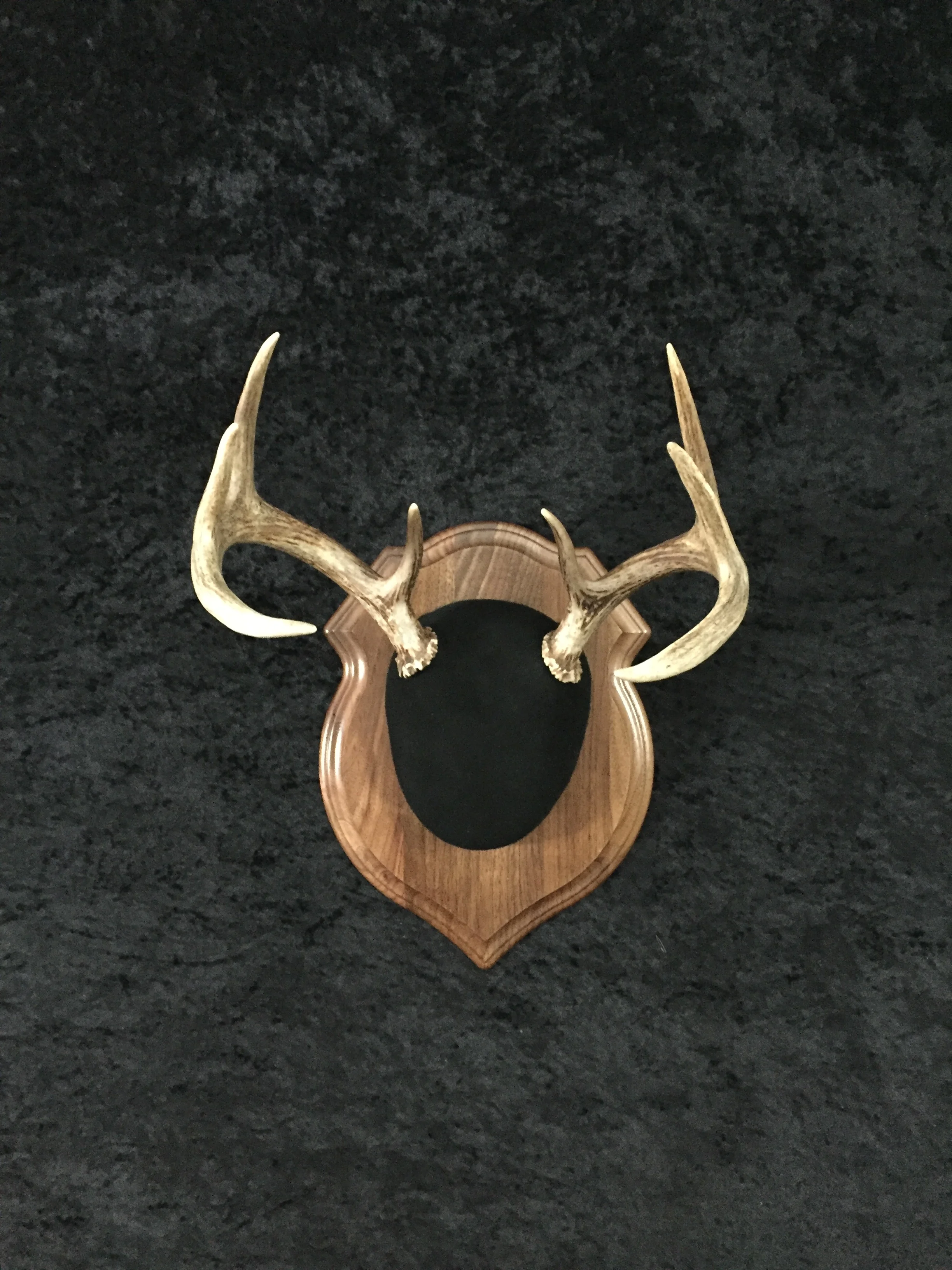 Whitetail-Antler-Plaque-5.JPG
