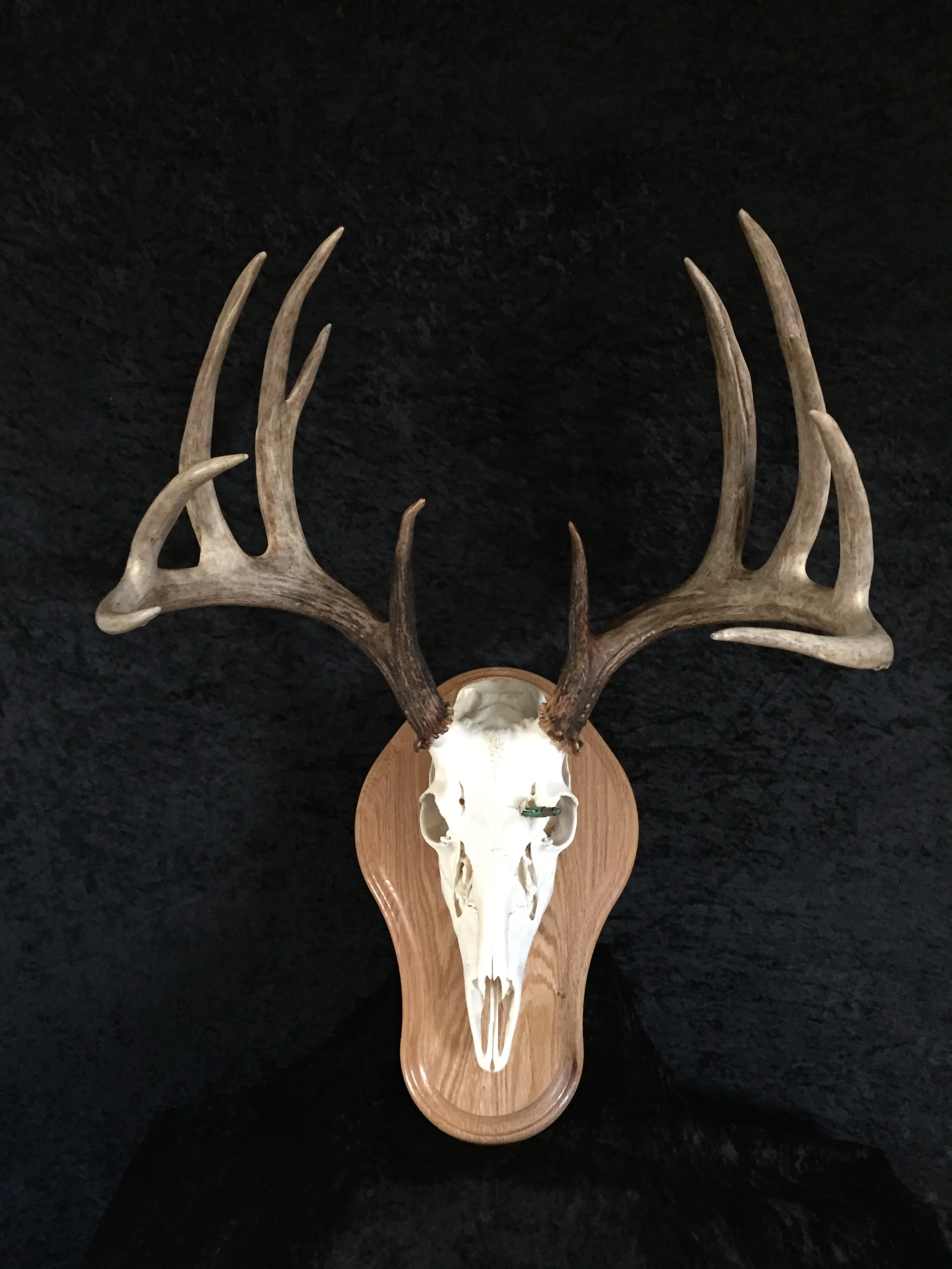 Whitetail-European-Antler-Plaque-2.JPG