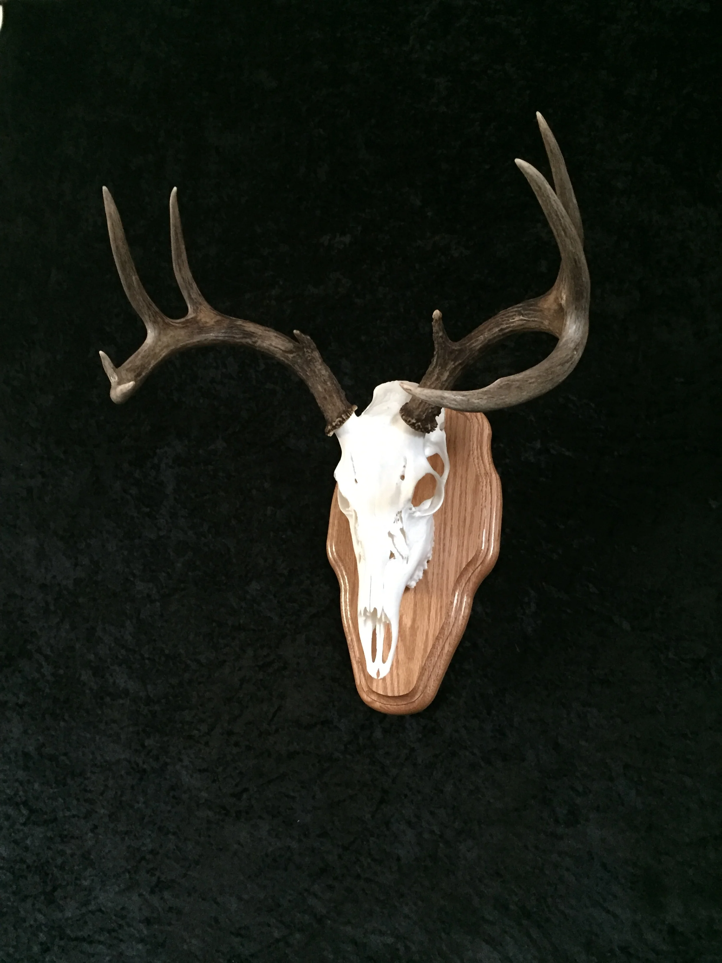 Whitetail-European-Antler-Plaque-5.JPG