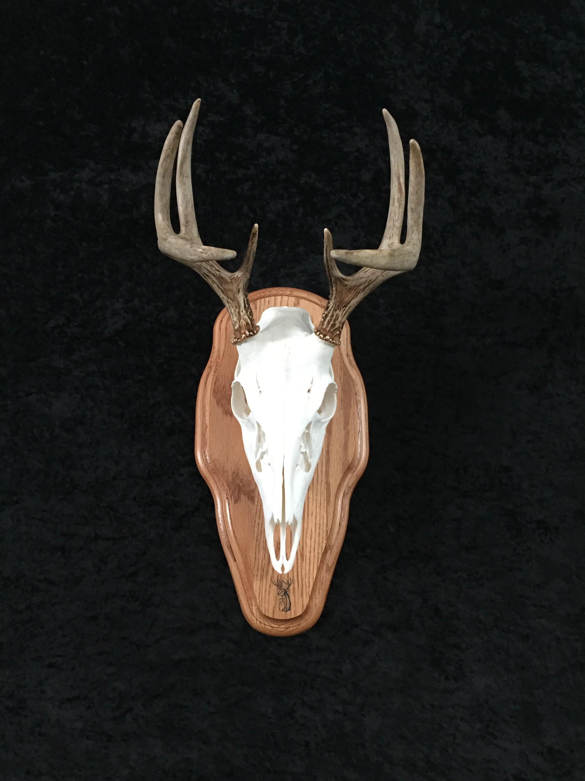 Whitetail-European-Antler-Plaque-8.JPG