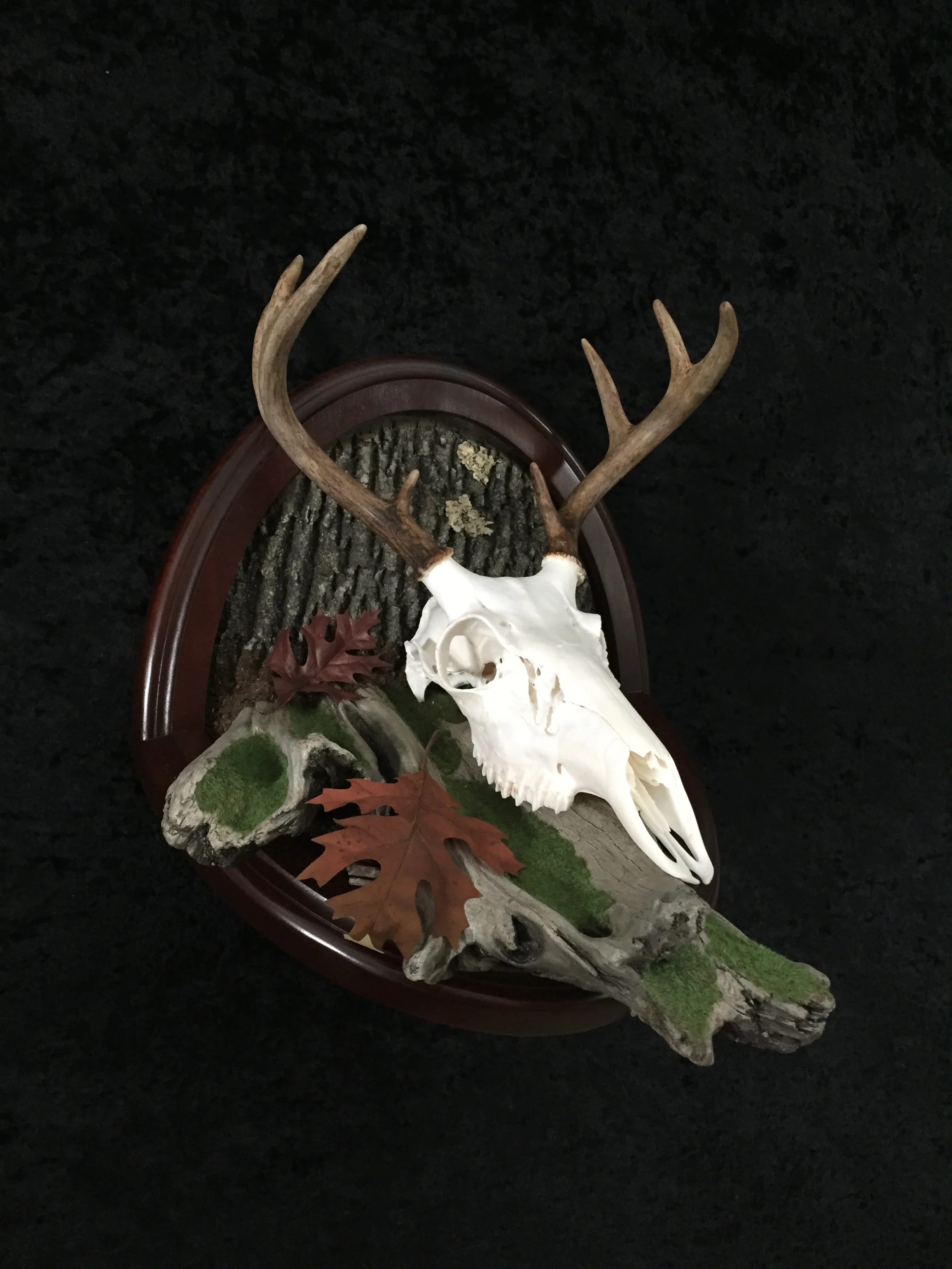 Whitetail-European-Antler-Plaque-12.JPG
