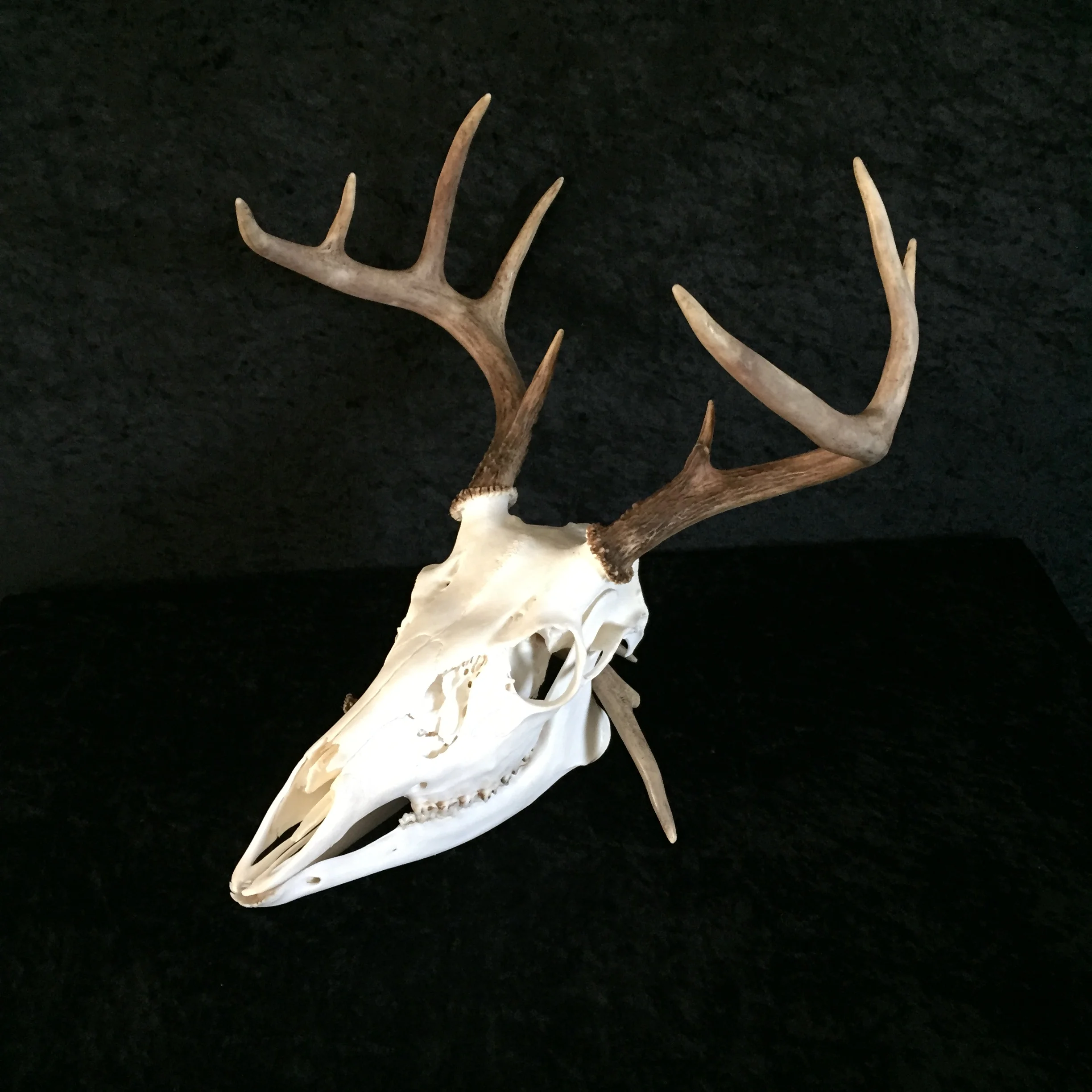 Whitetail-European-Mount-1.JPG
