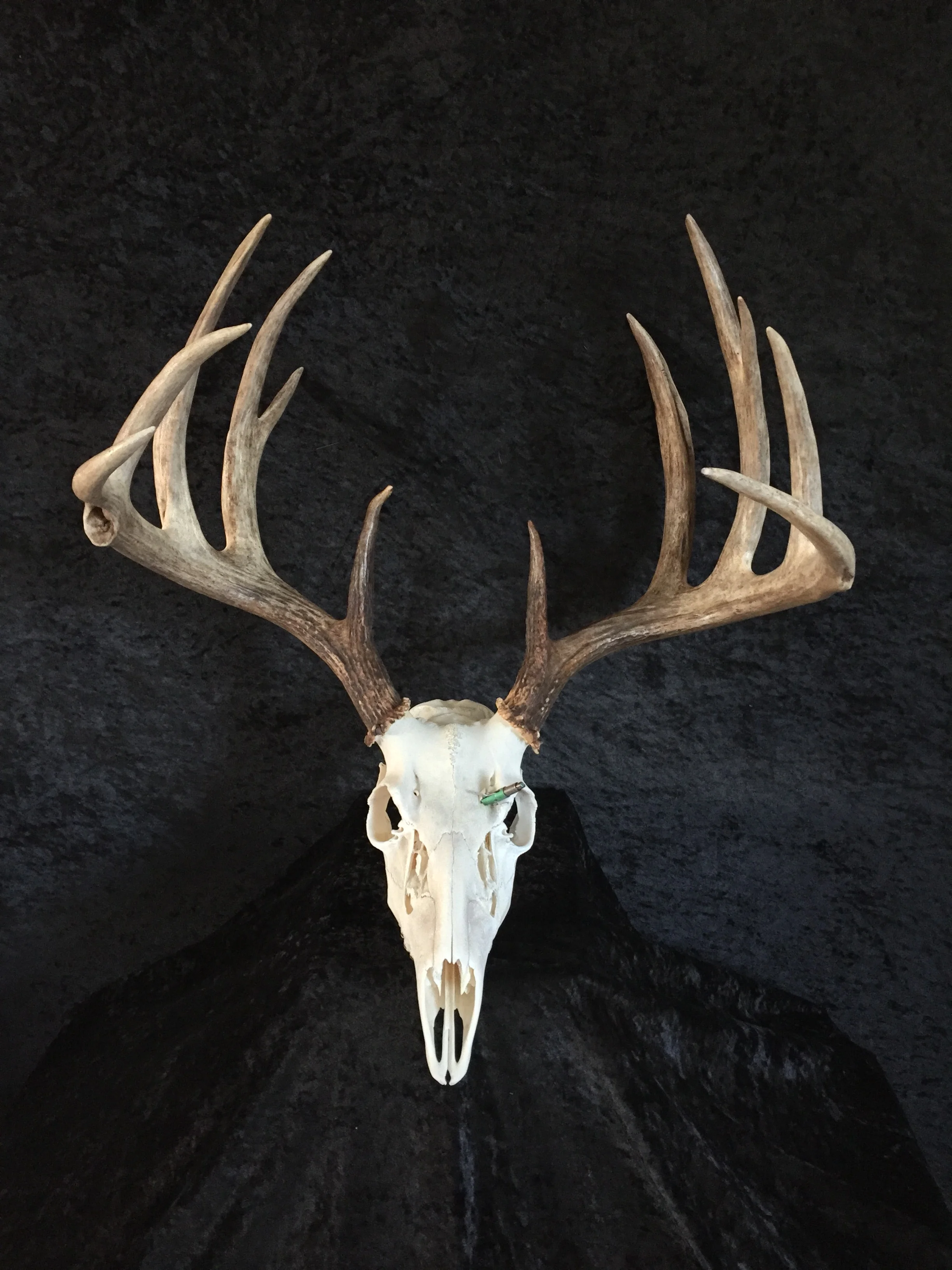 Whitetail-European-Mount-3.JPG