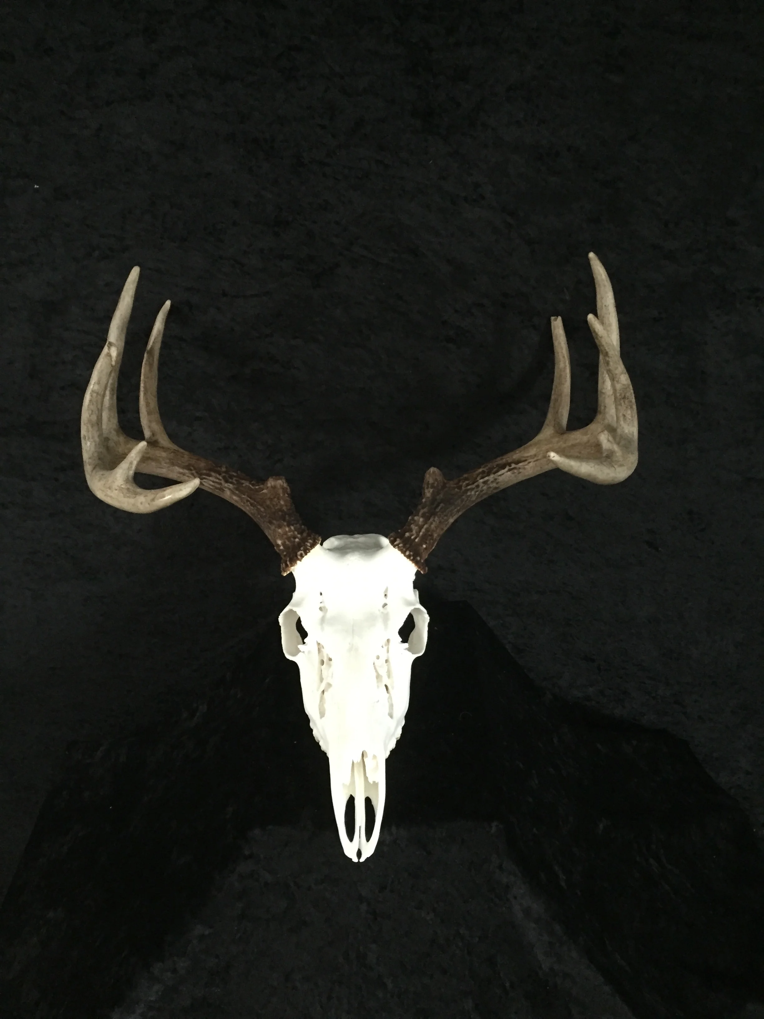 Whitetail-European-Mount-5.JPG