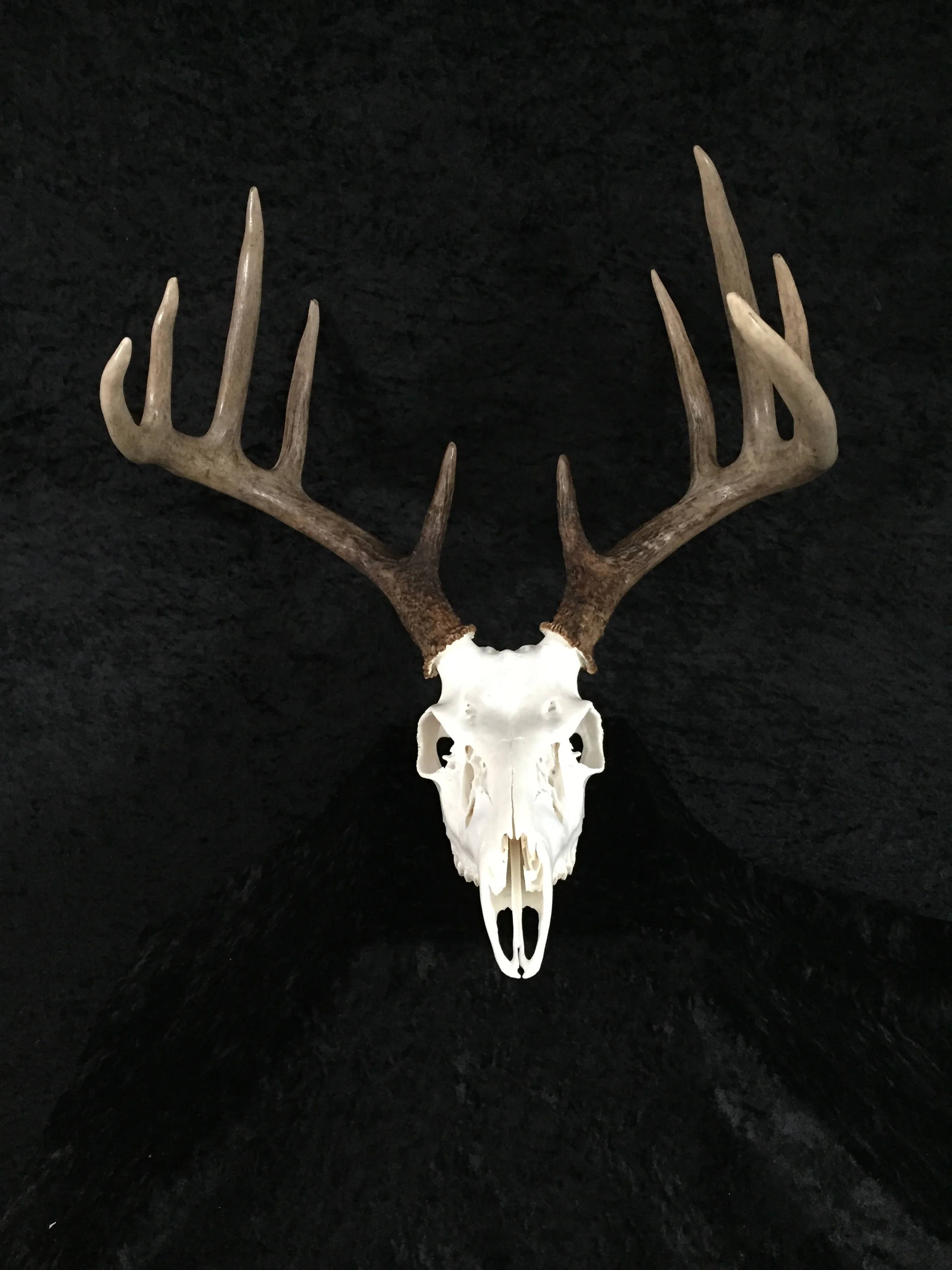 Whitetail-European-Mount-7.JPG