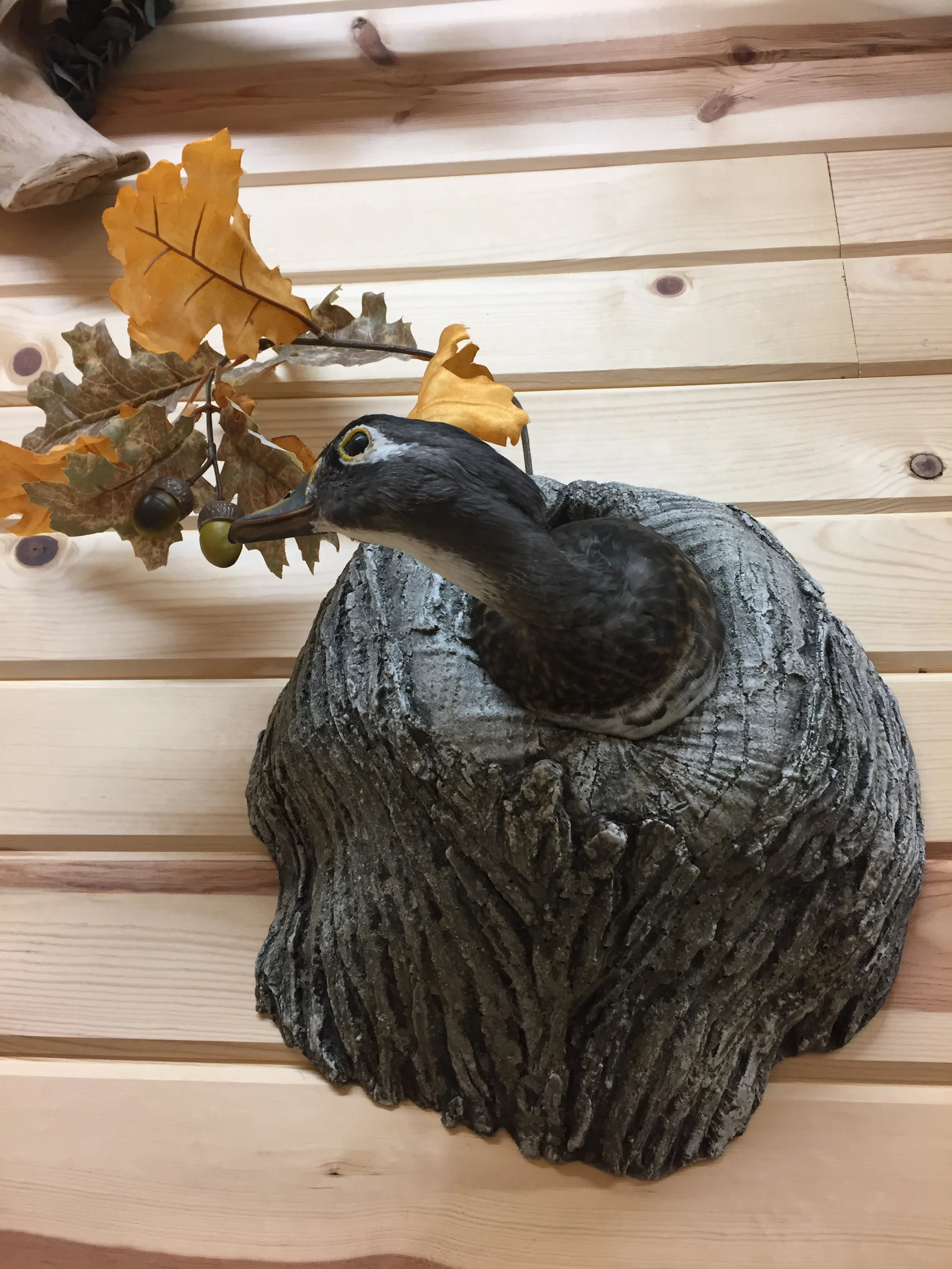 Duck-8.JPG