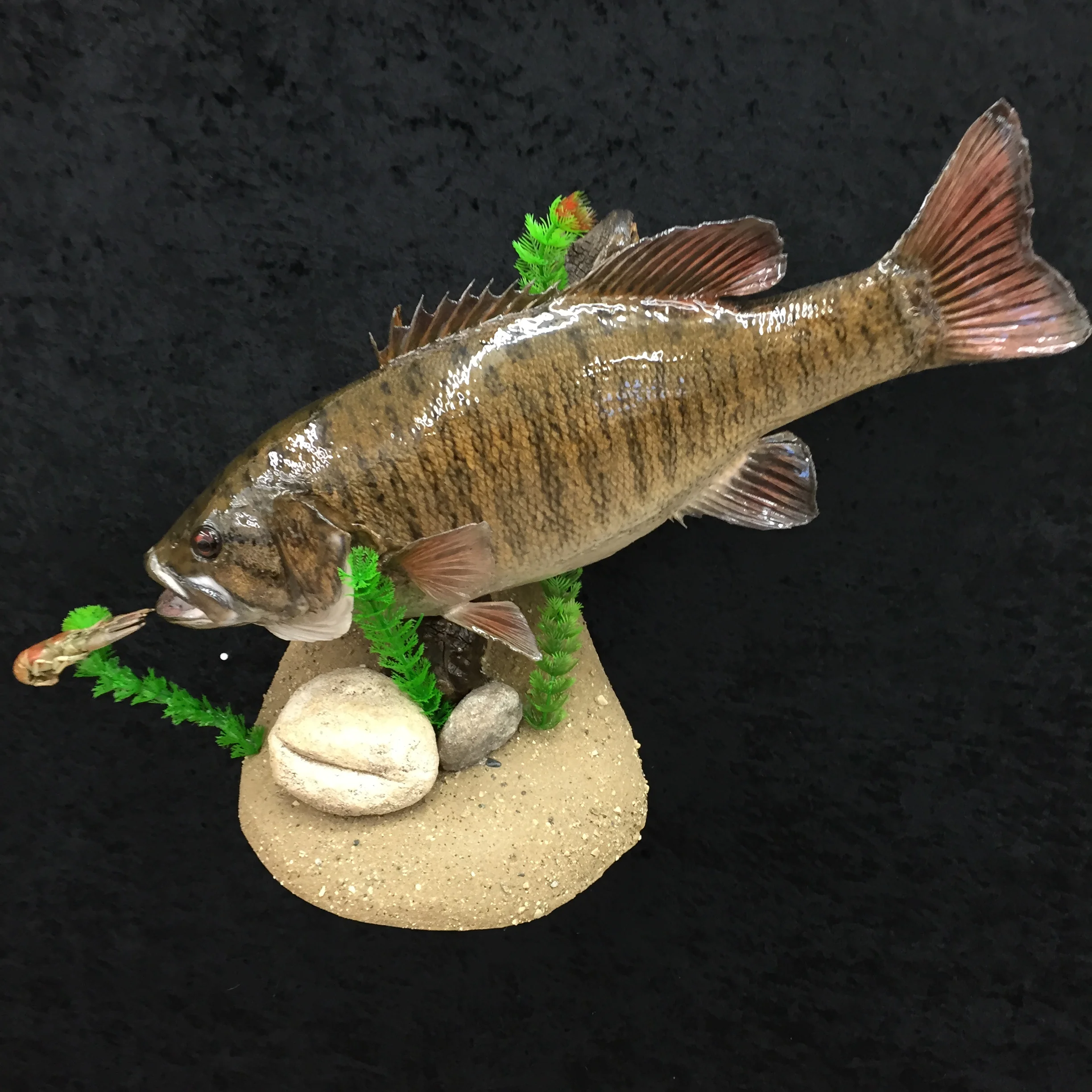 Bass-6.JPG