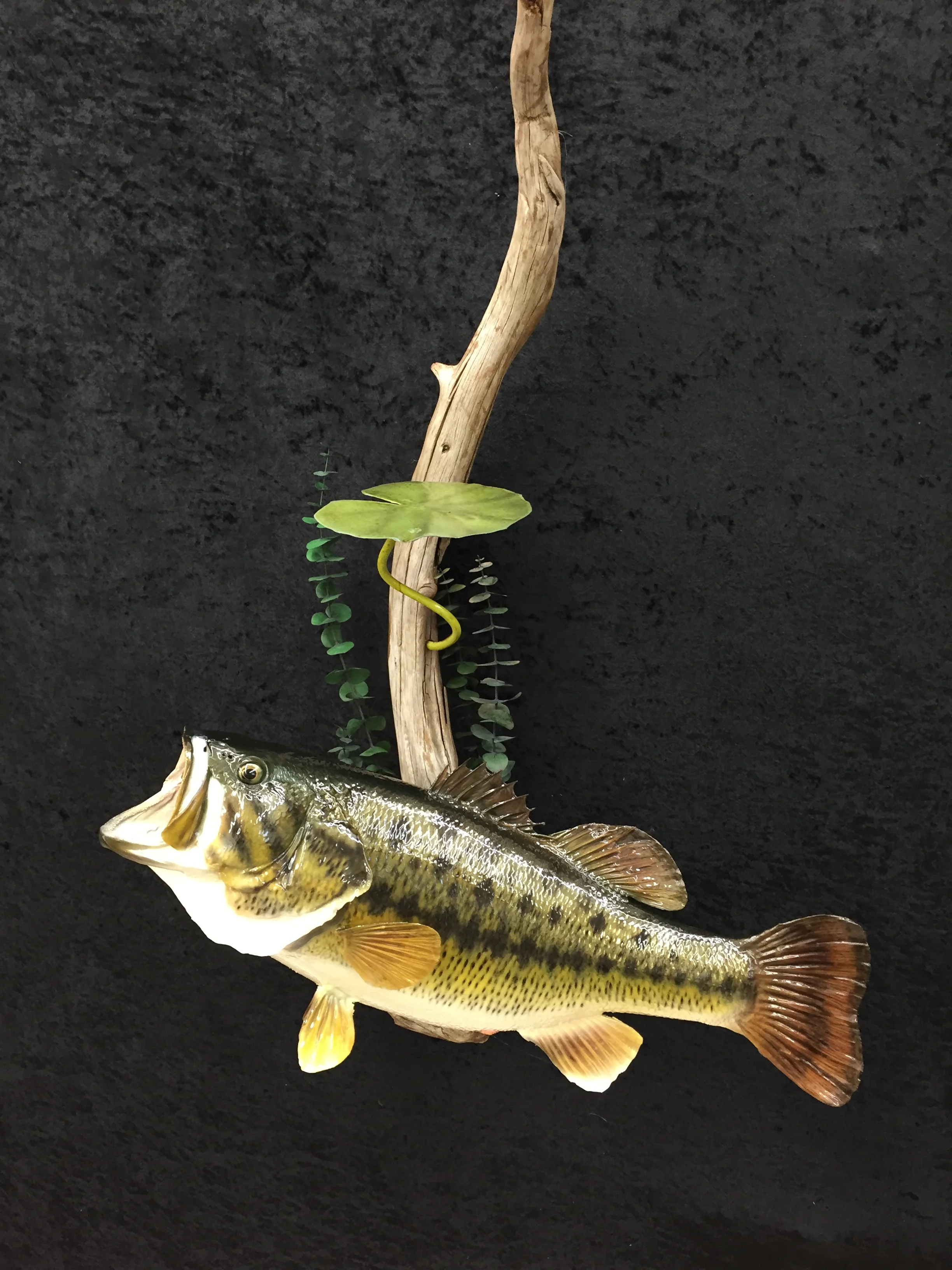 Bass-11.JPG