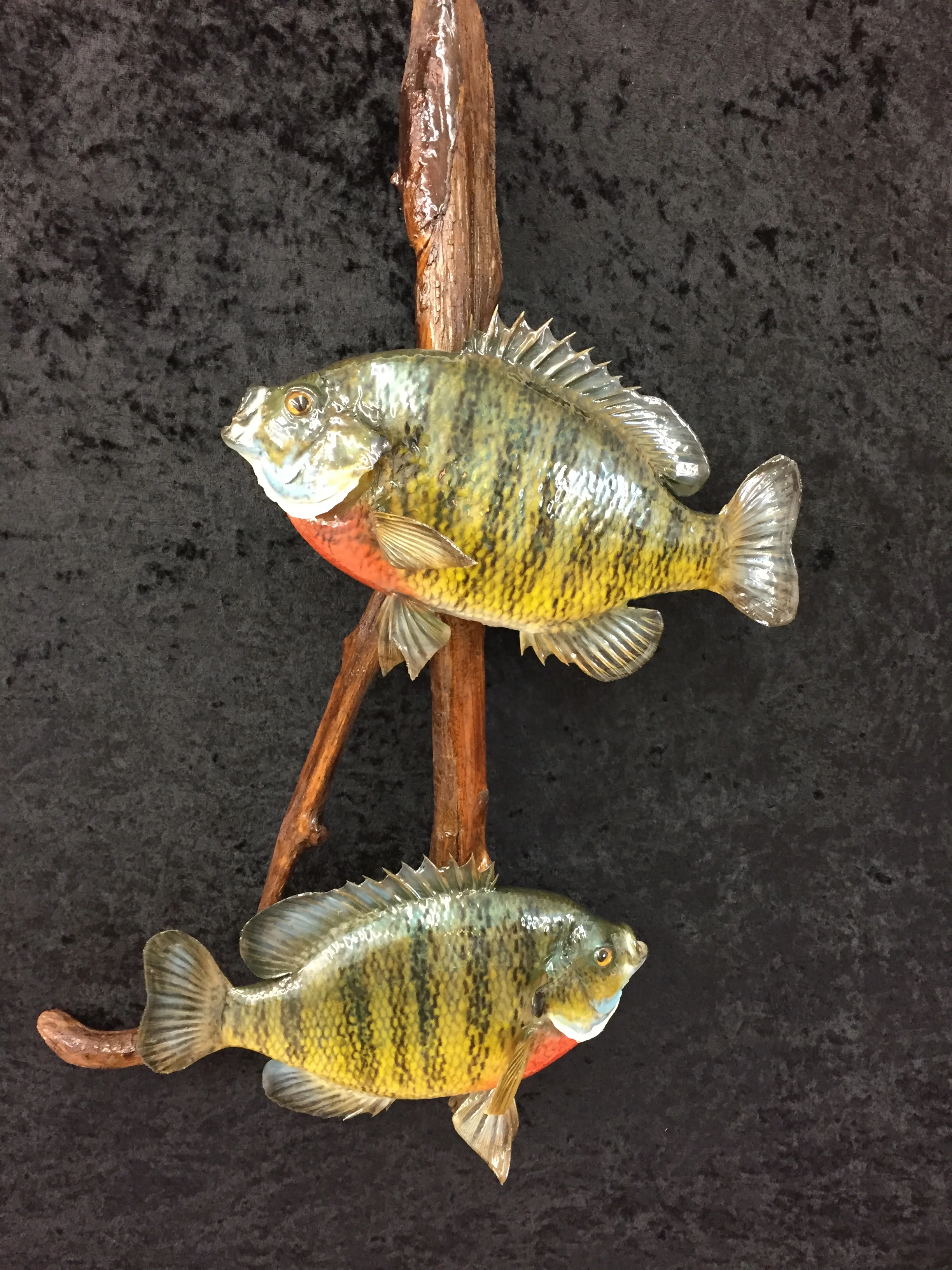 Bluegill-3.JPG