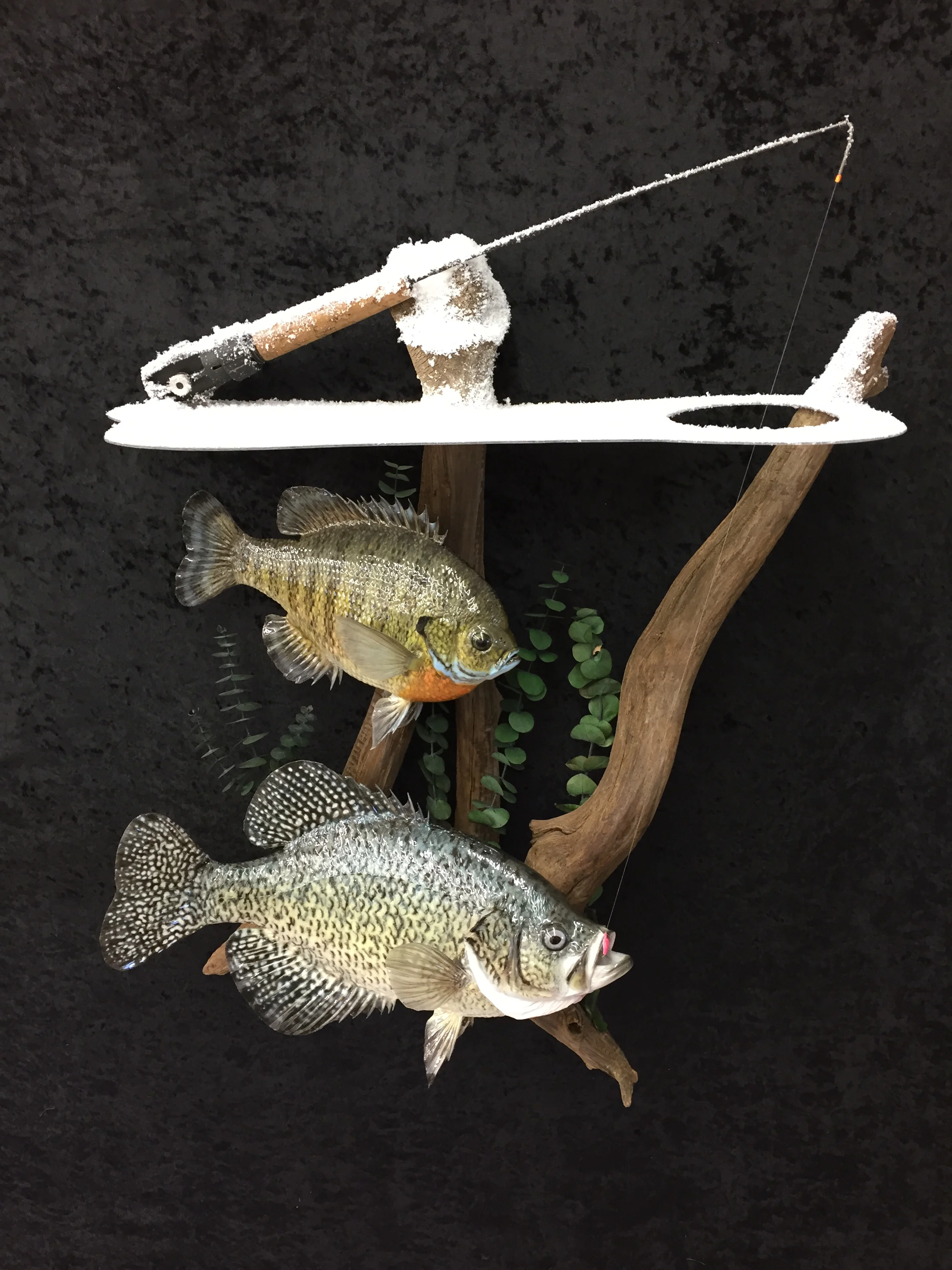 Crappie-1.JPG