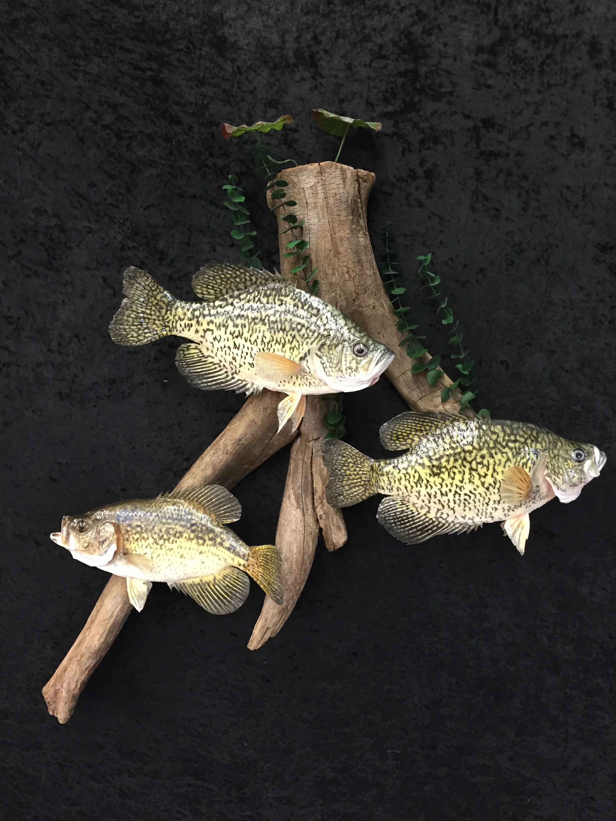Crappie-3.JPG