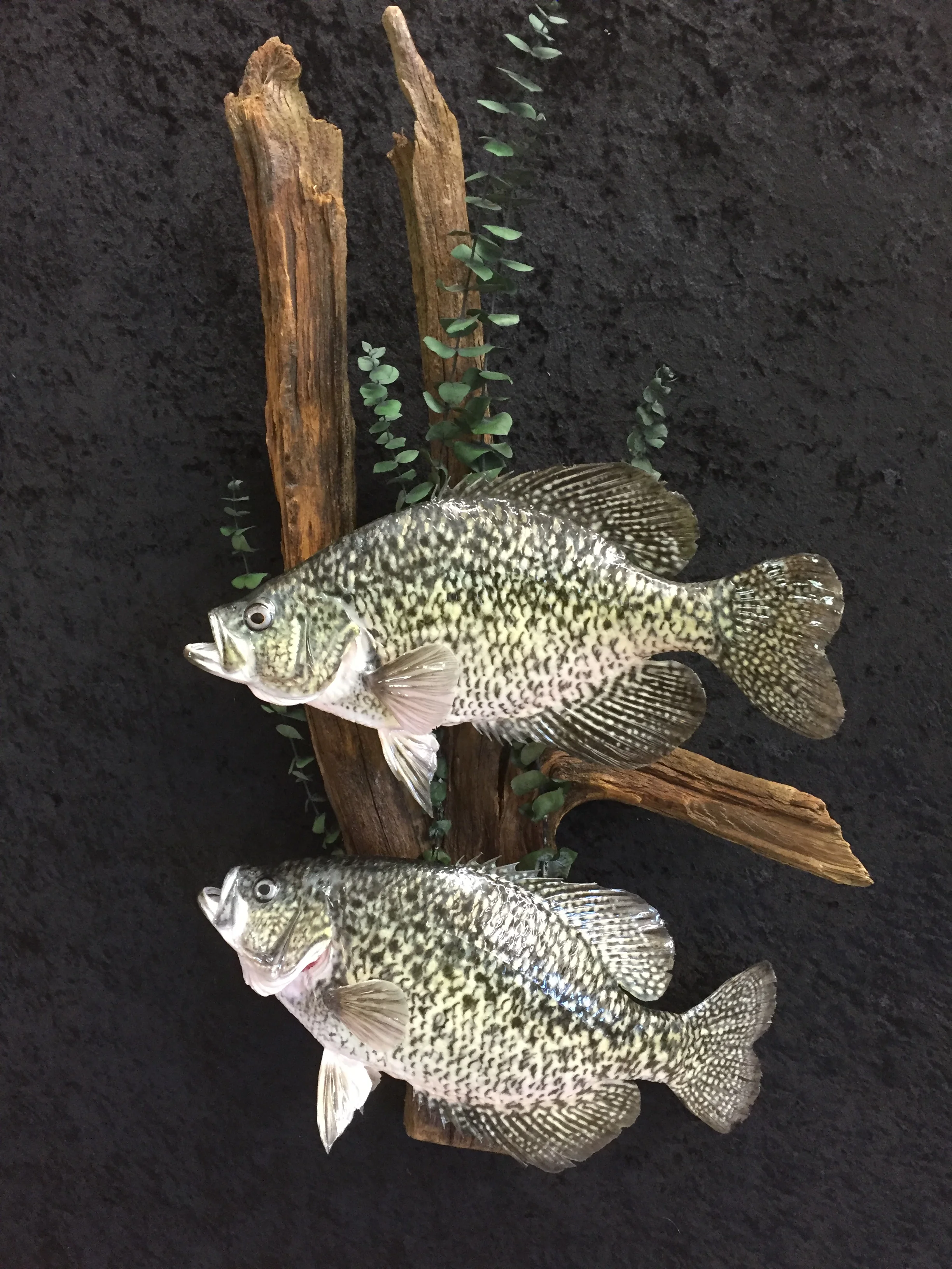 Crappie-5.JPG