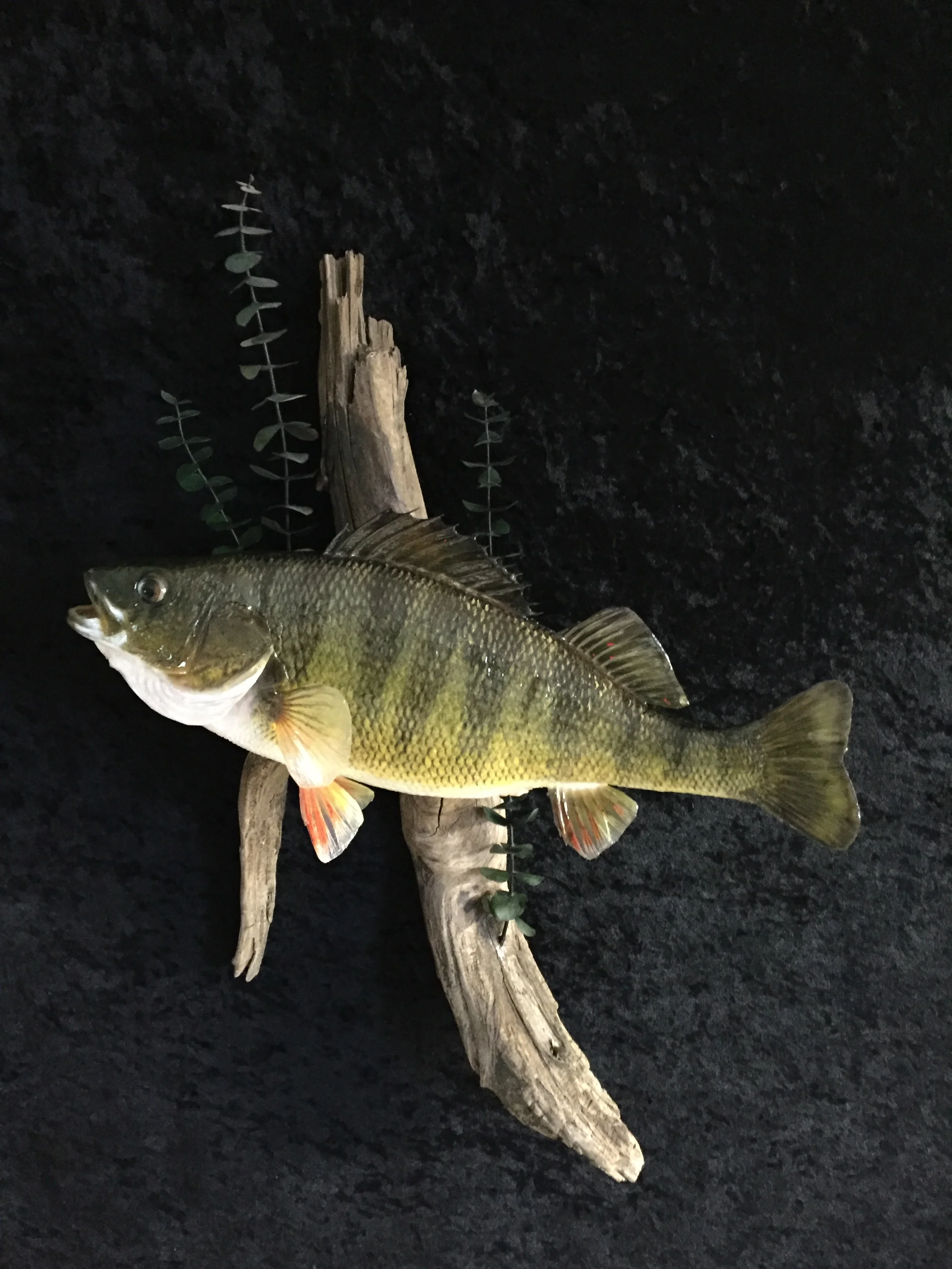Perch-1.JPG