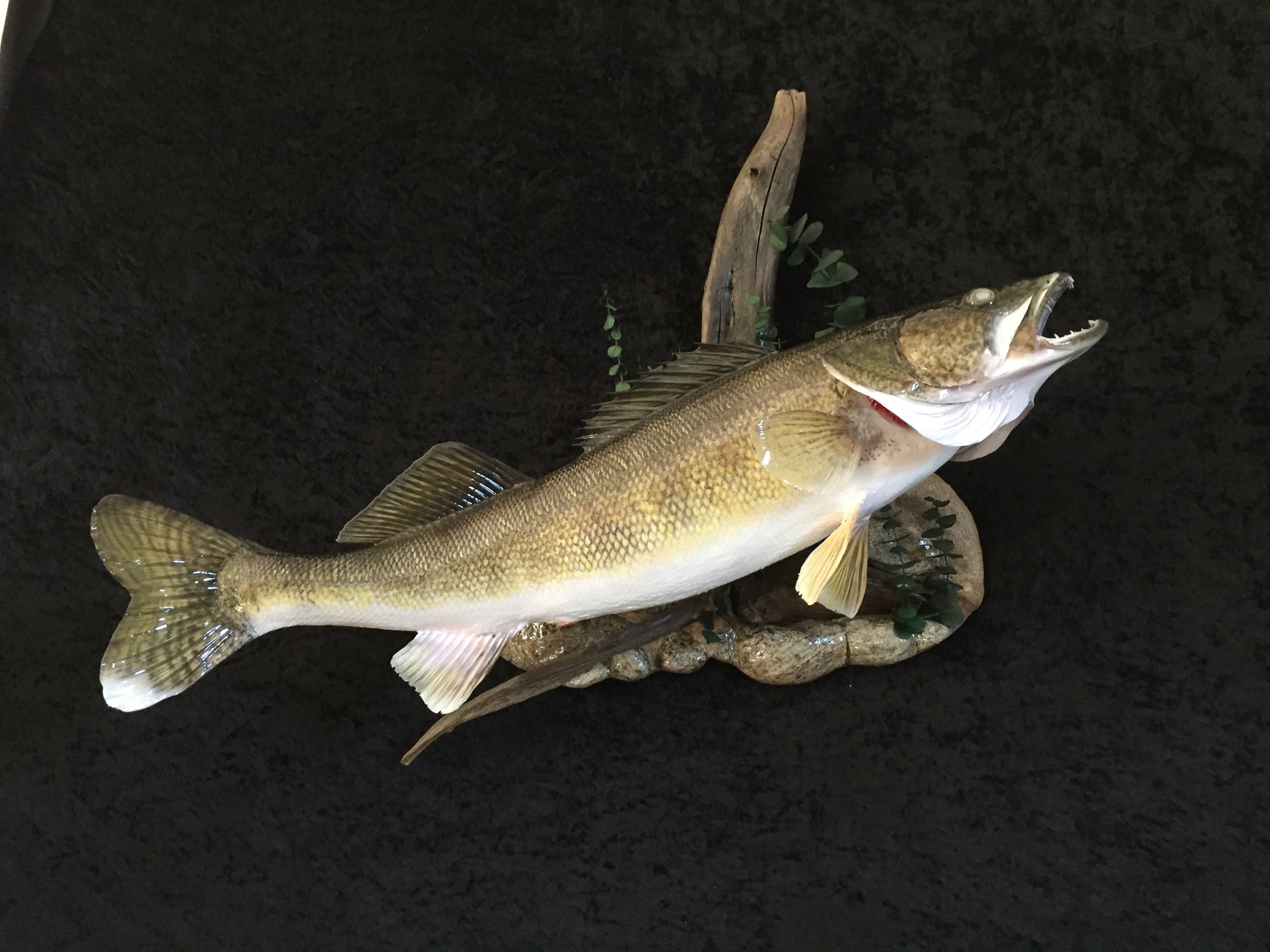 Walleye-1.JPG