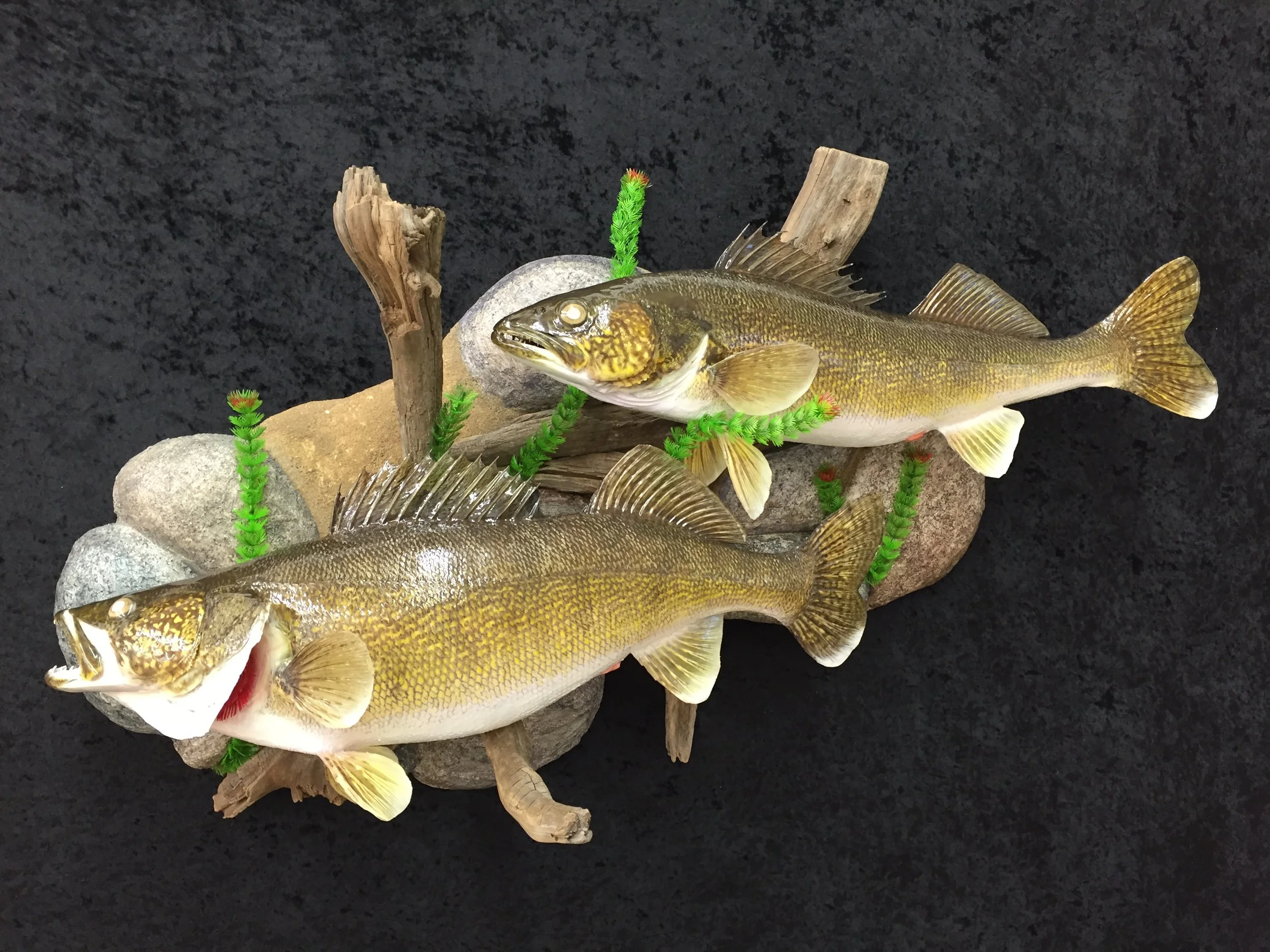 Walleye-3.JPG