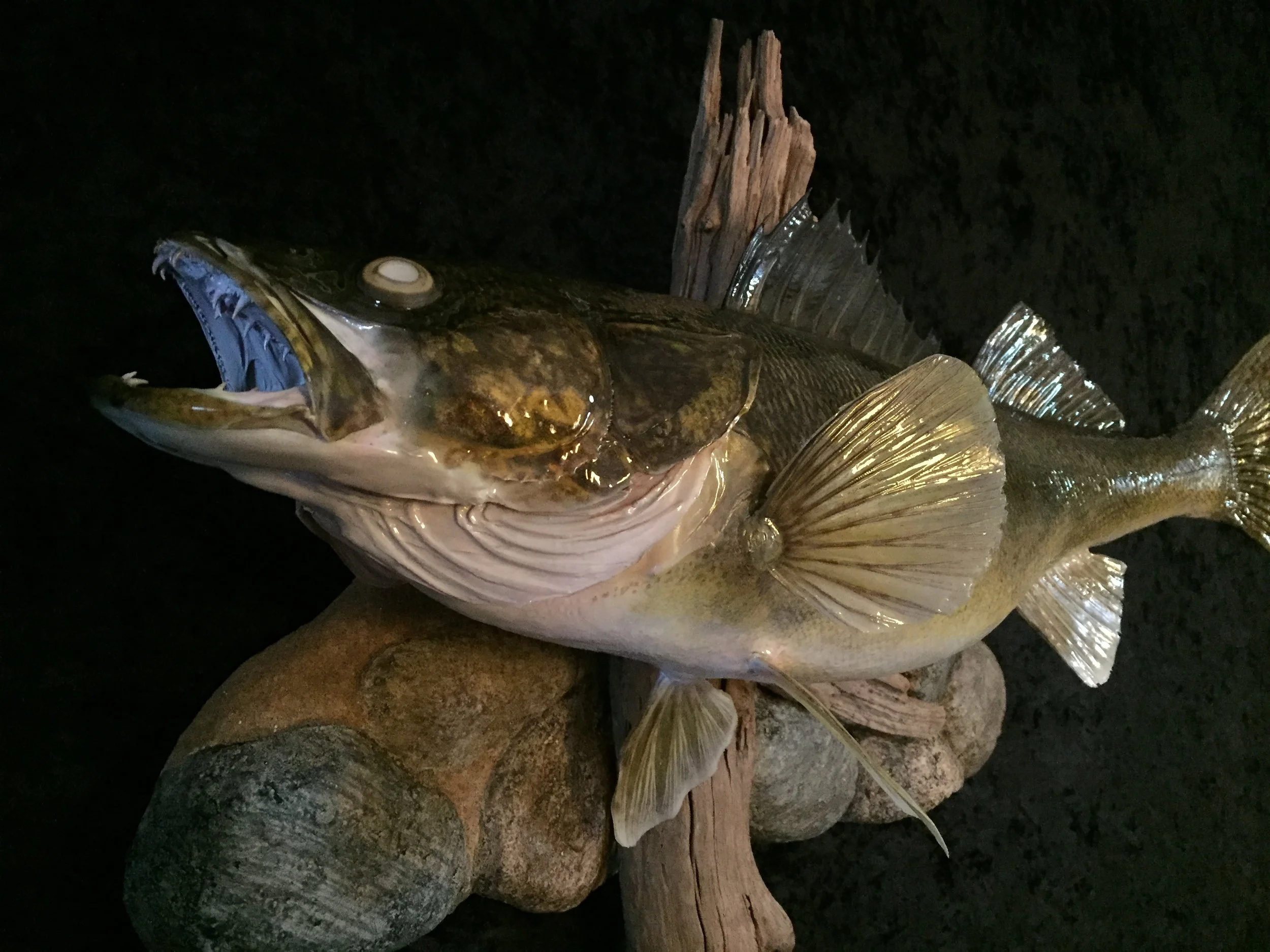 Walleye-7.JPG