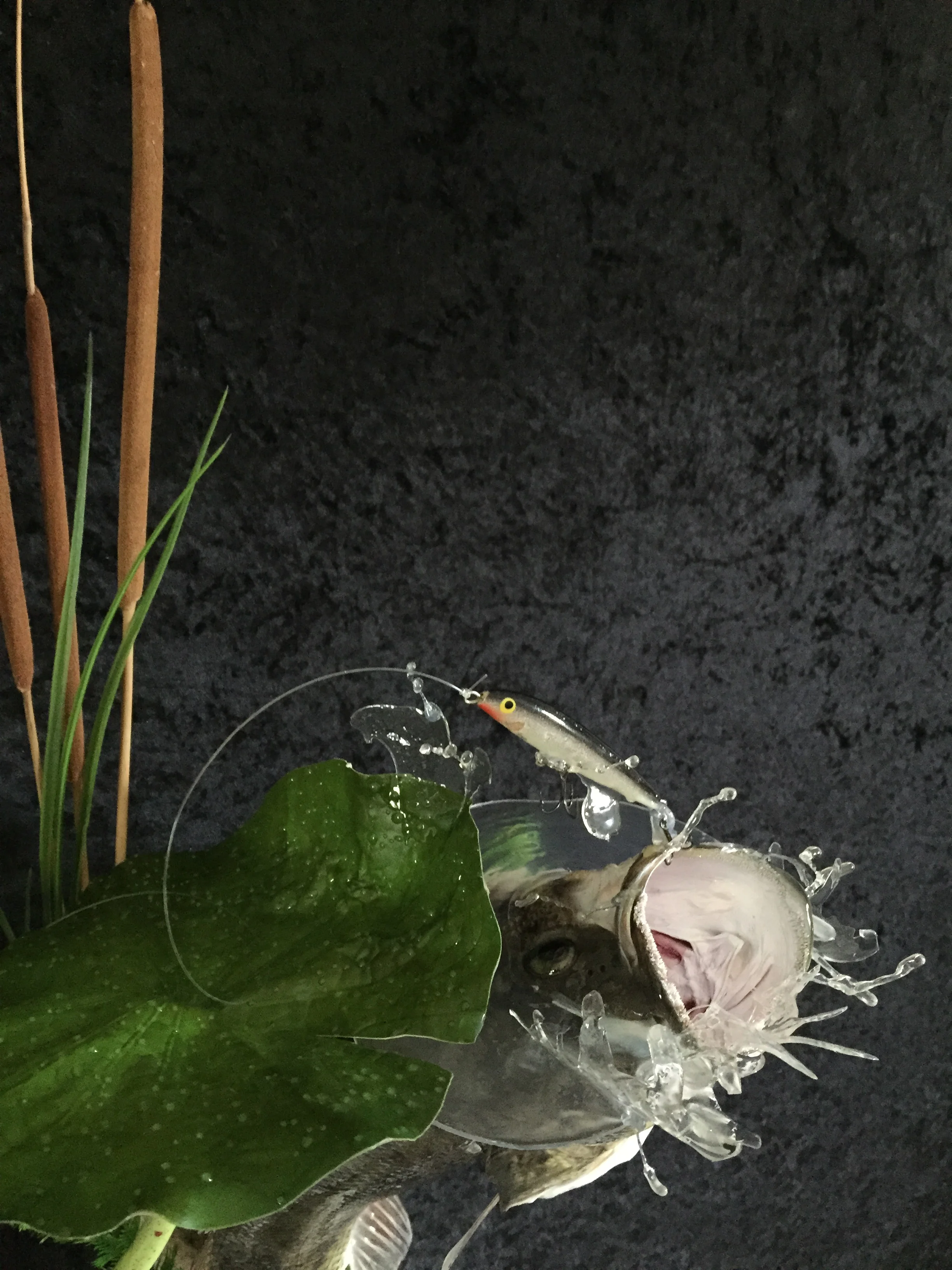 Bass-2.JPG