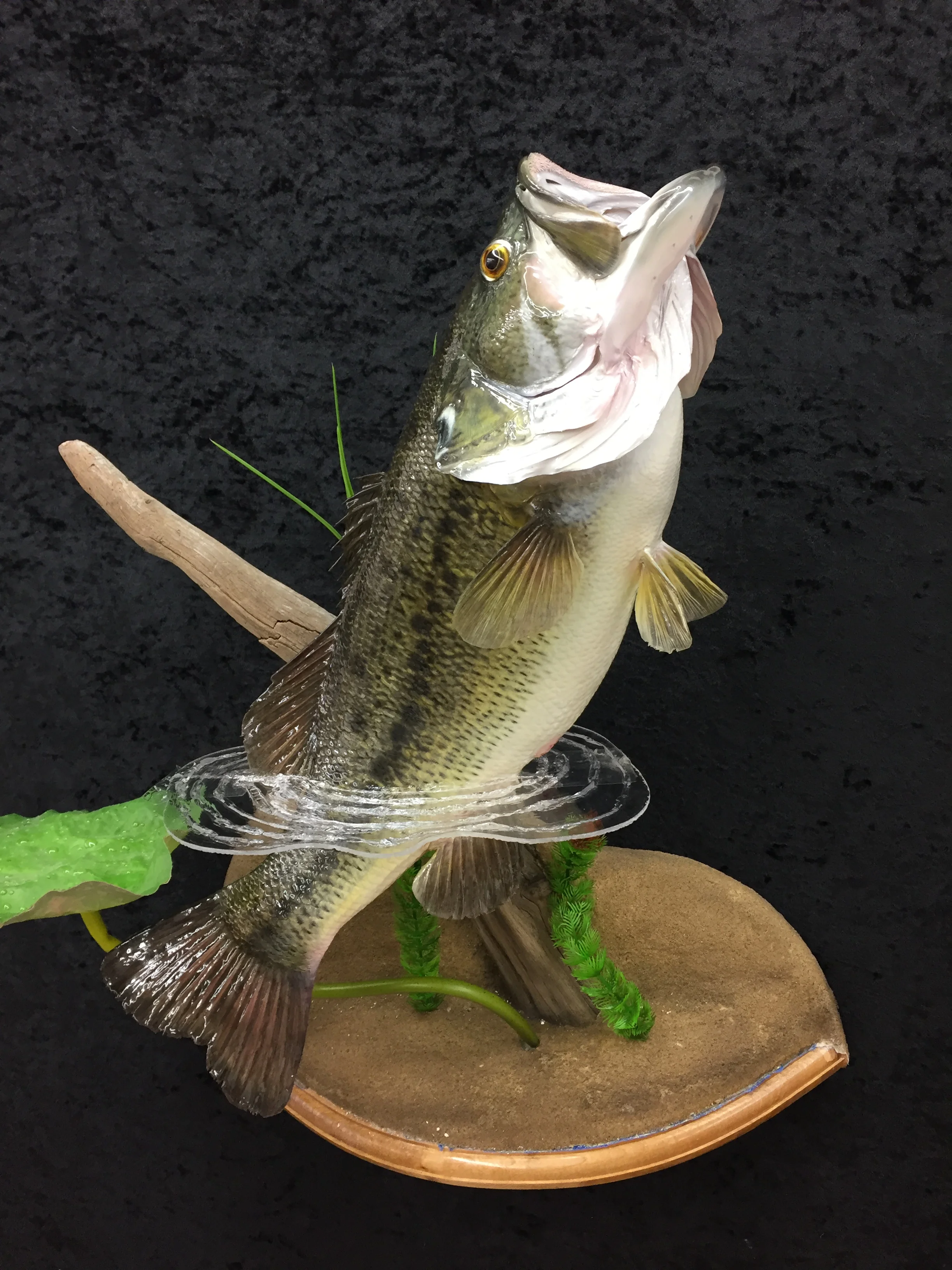 Bass-14.JPG