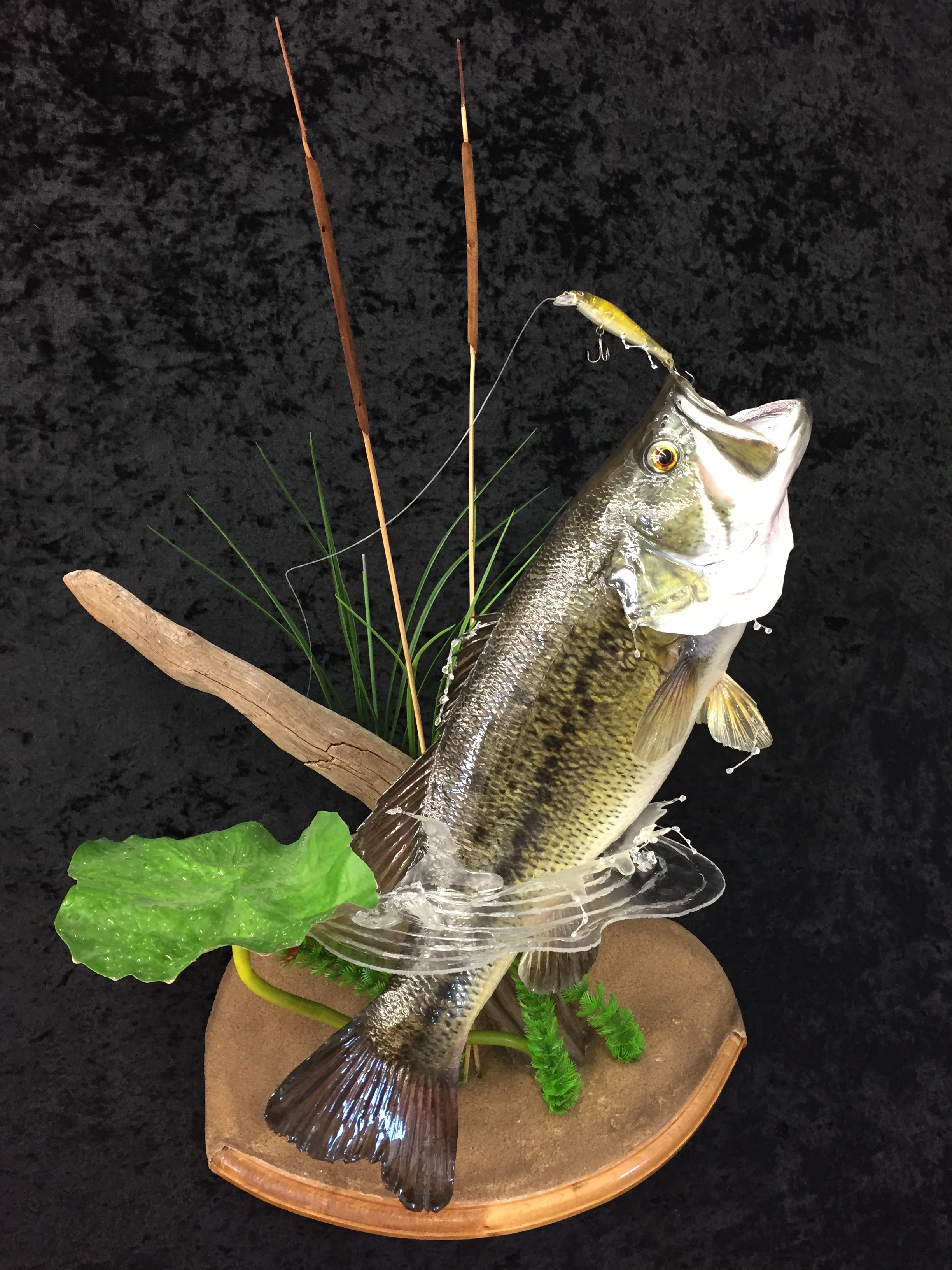 Bass-16.JPG