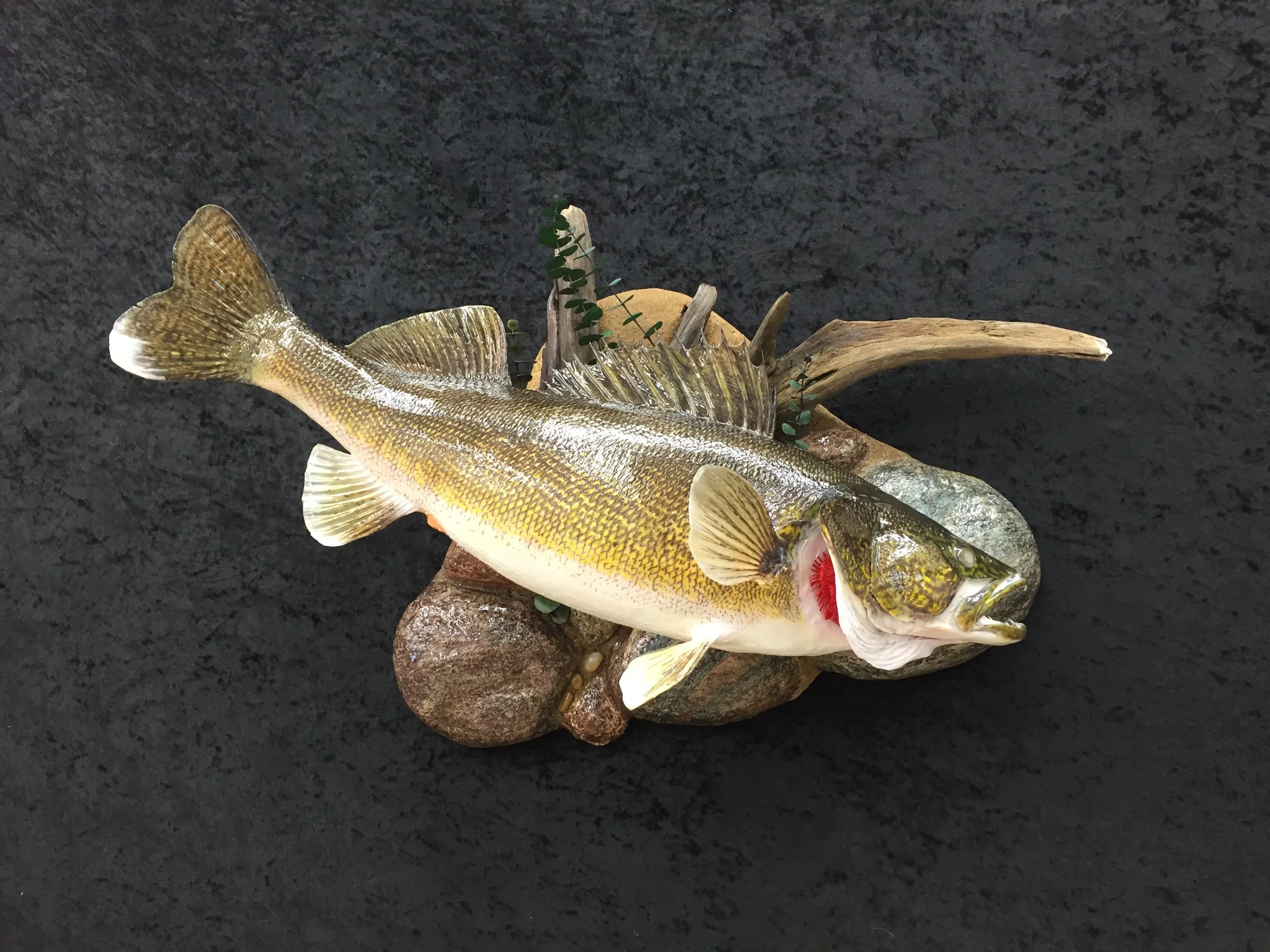 Walleye-2.JPG