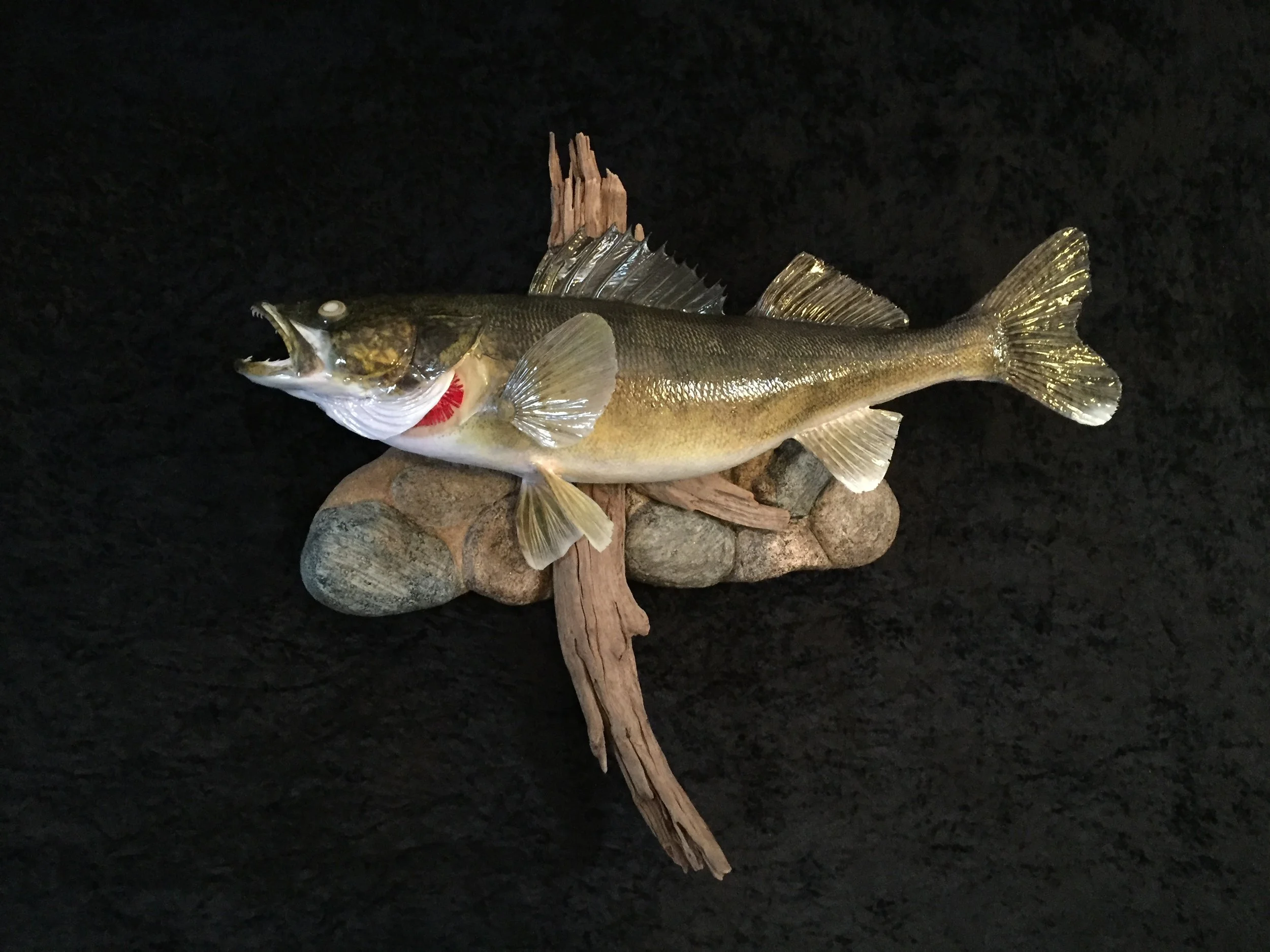 Walleye-4.JPG