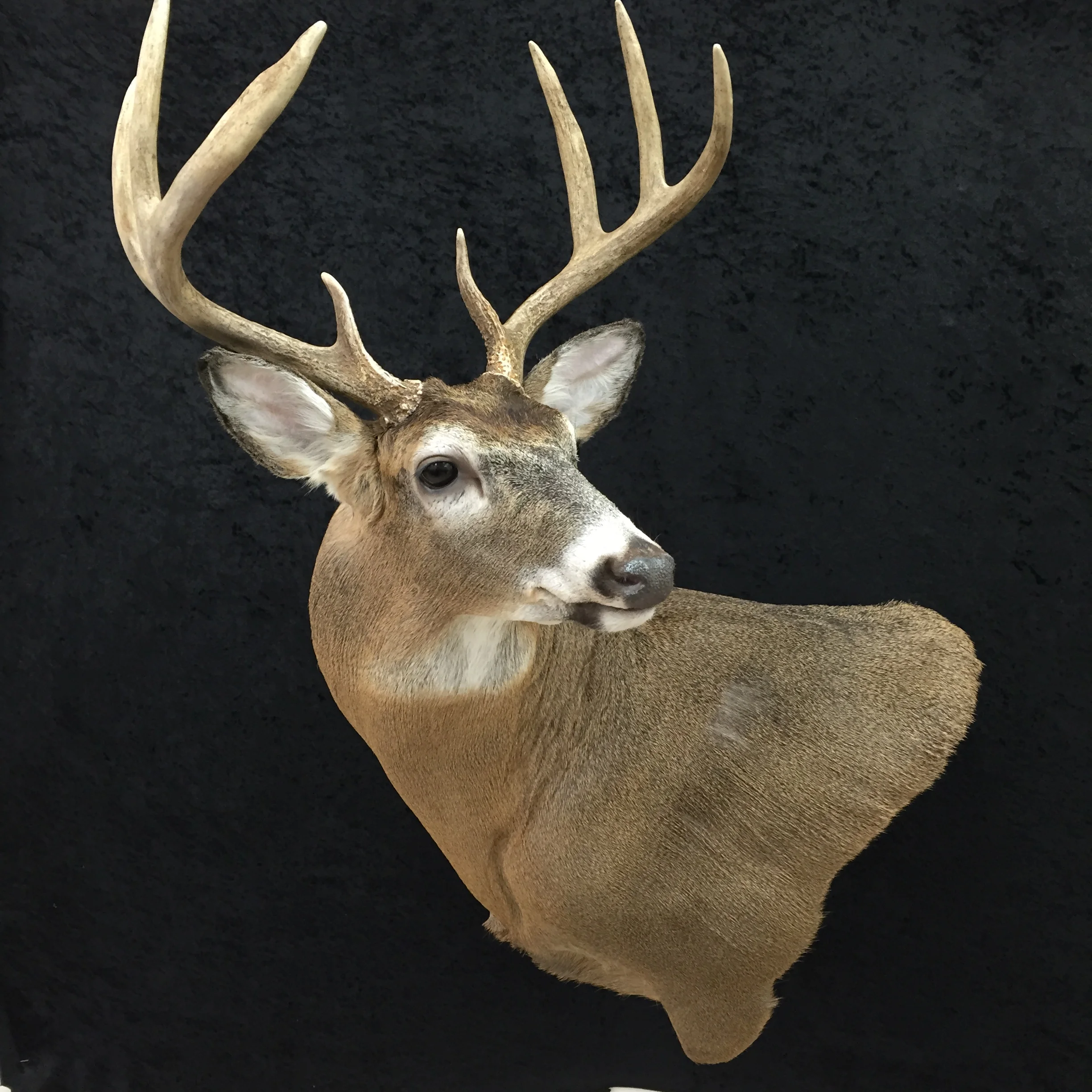 Whitetail-Deer-5.JPG