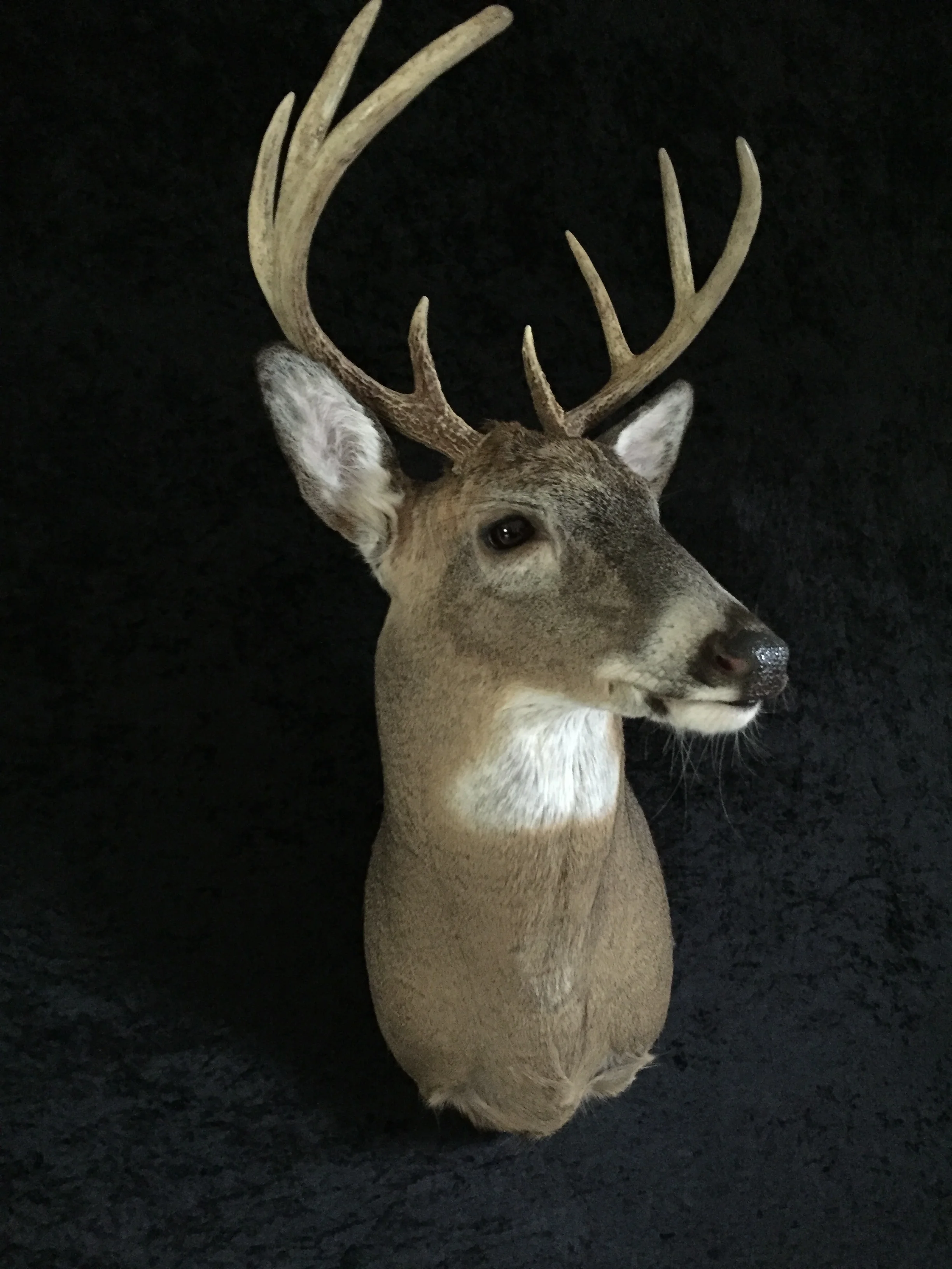 Whitetail-Deer-12.JPG