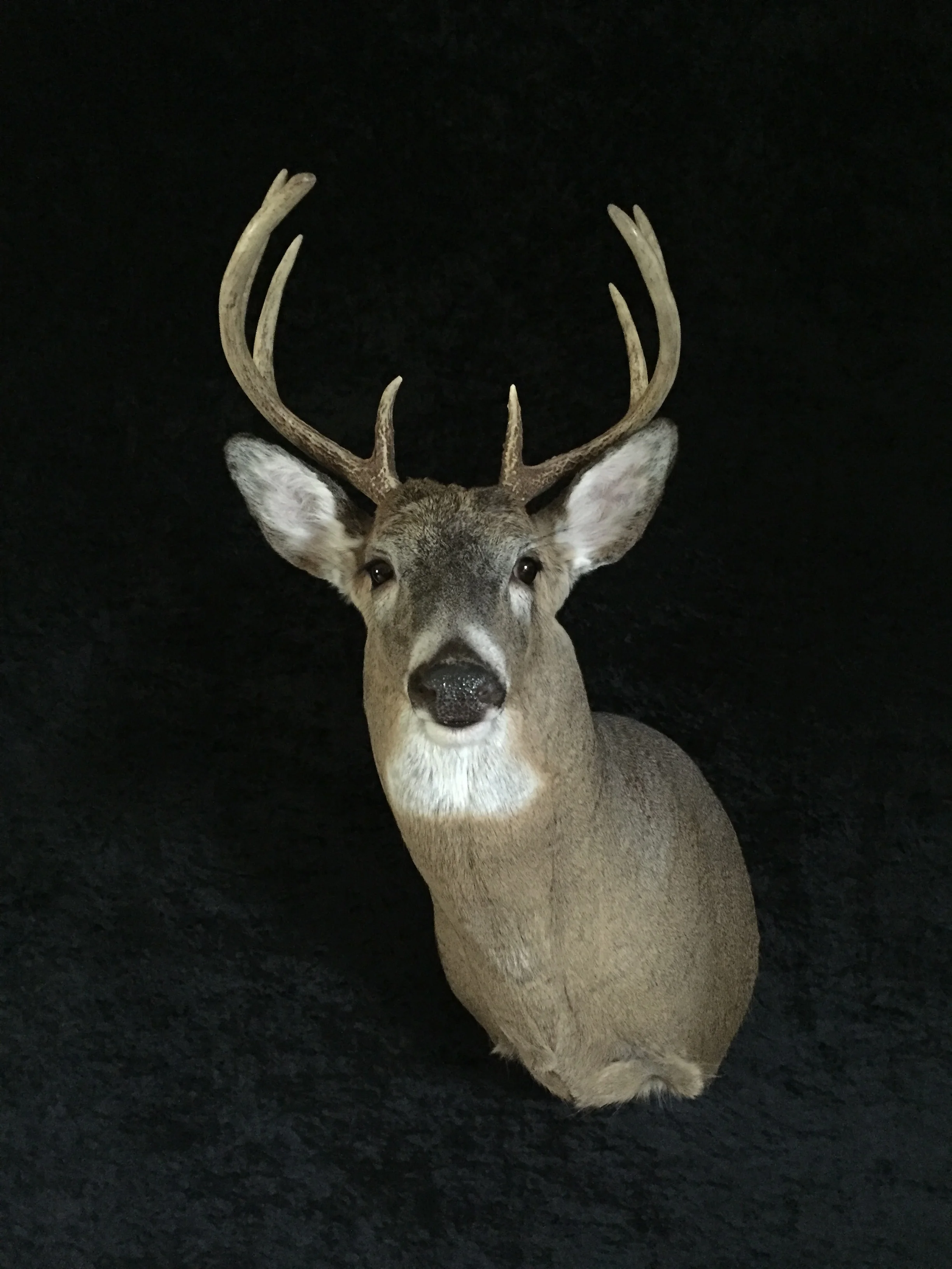 Whitetail-Deer-13.JPG