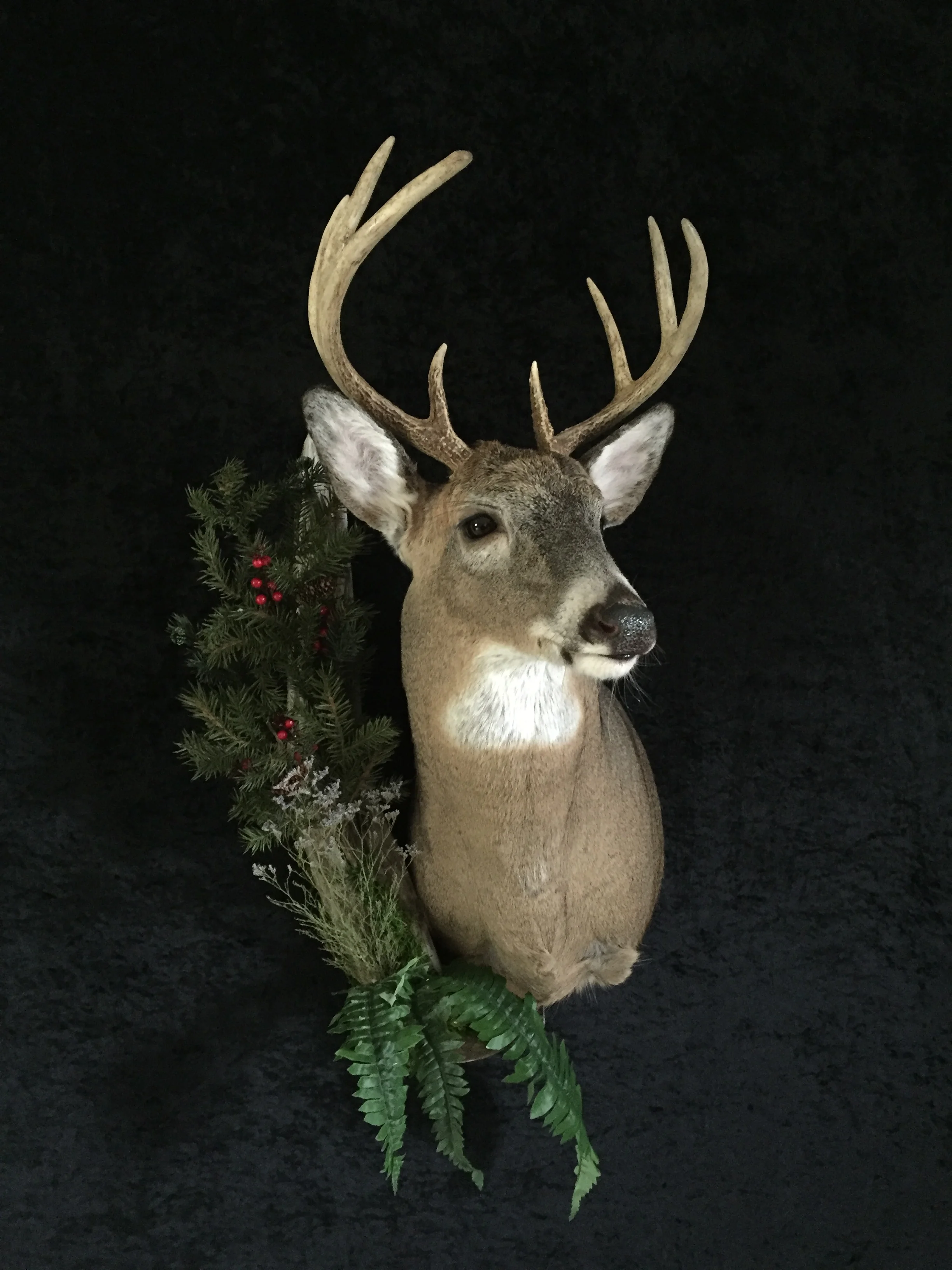 Whitetail-Deer-15.JPG