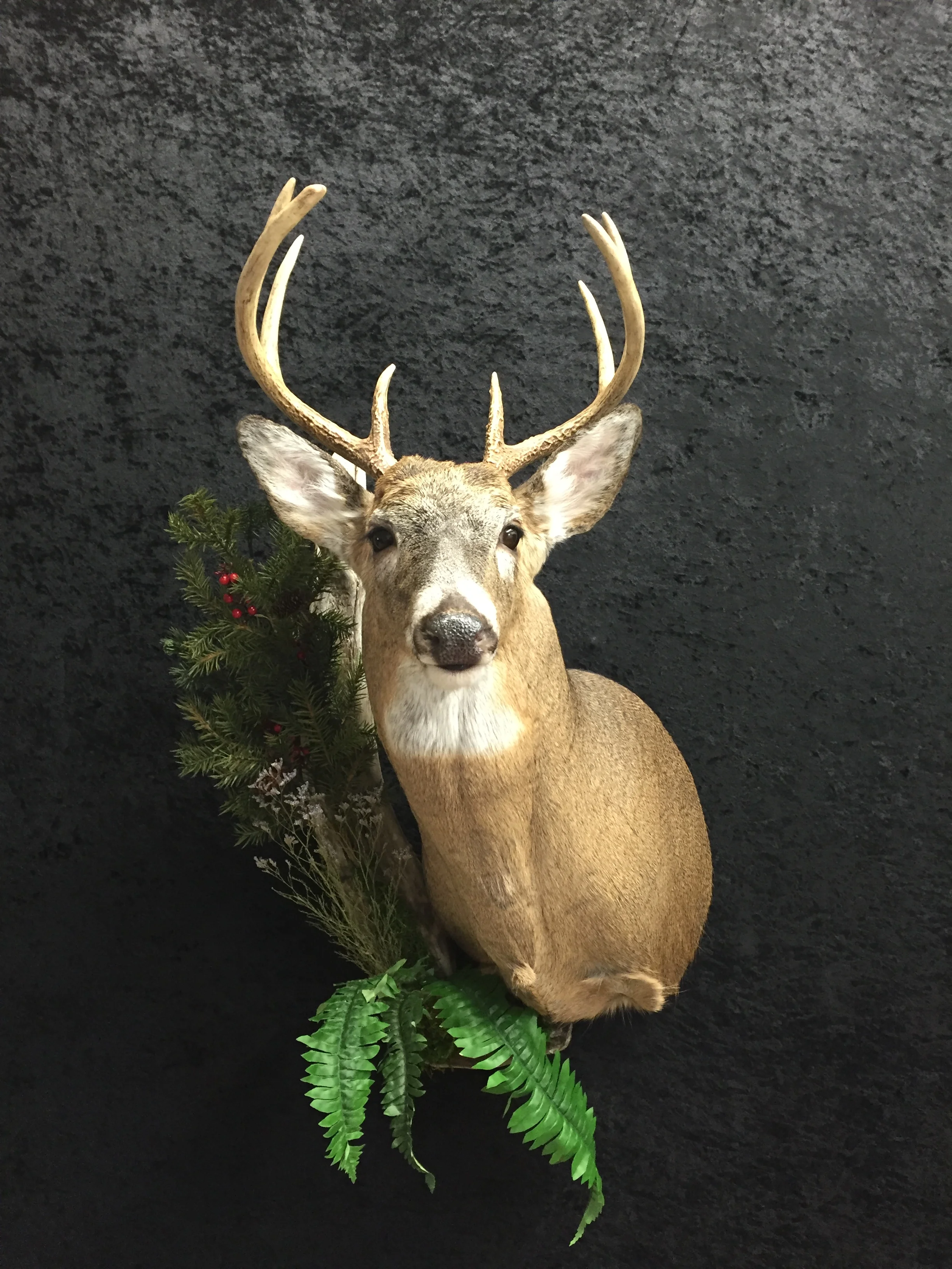 Whitetail-Deer-14.JPG