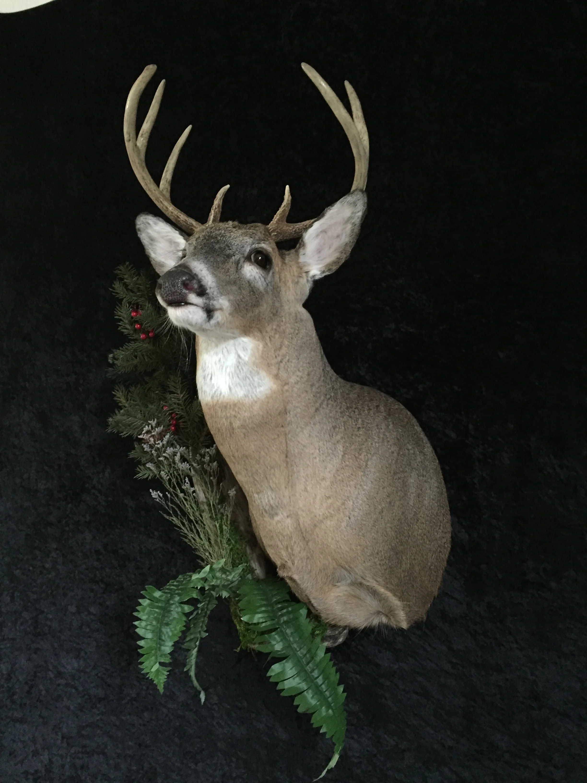 Whitetail-Deer-16.JPG