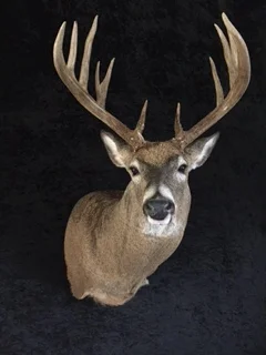 Whitetail-Deer-31.JPG