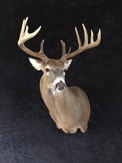 Whitetail-Deer-34.JPG