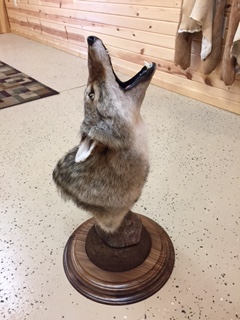 Coyote-2.JPG