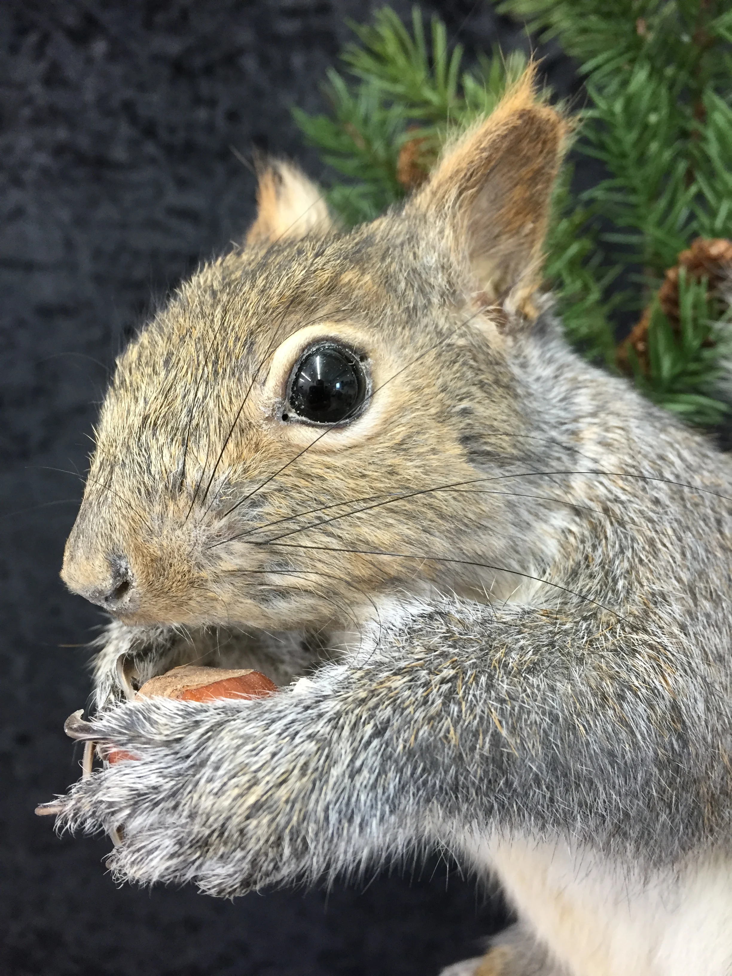 Squirrel-3.JPG