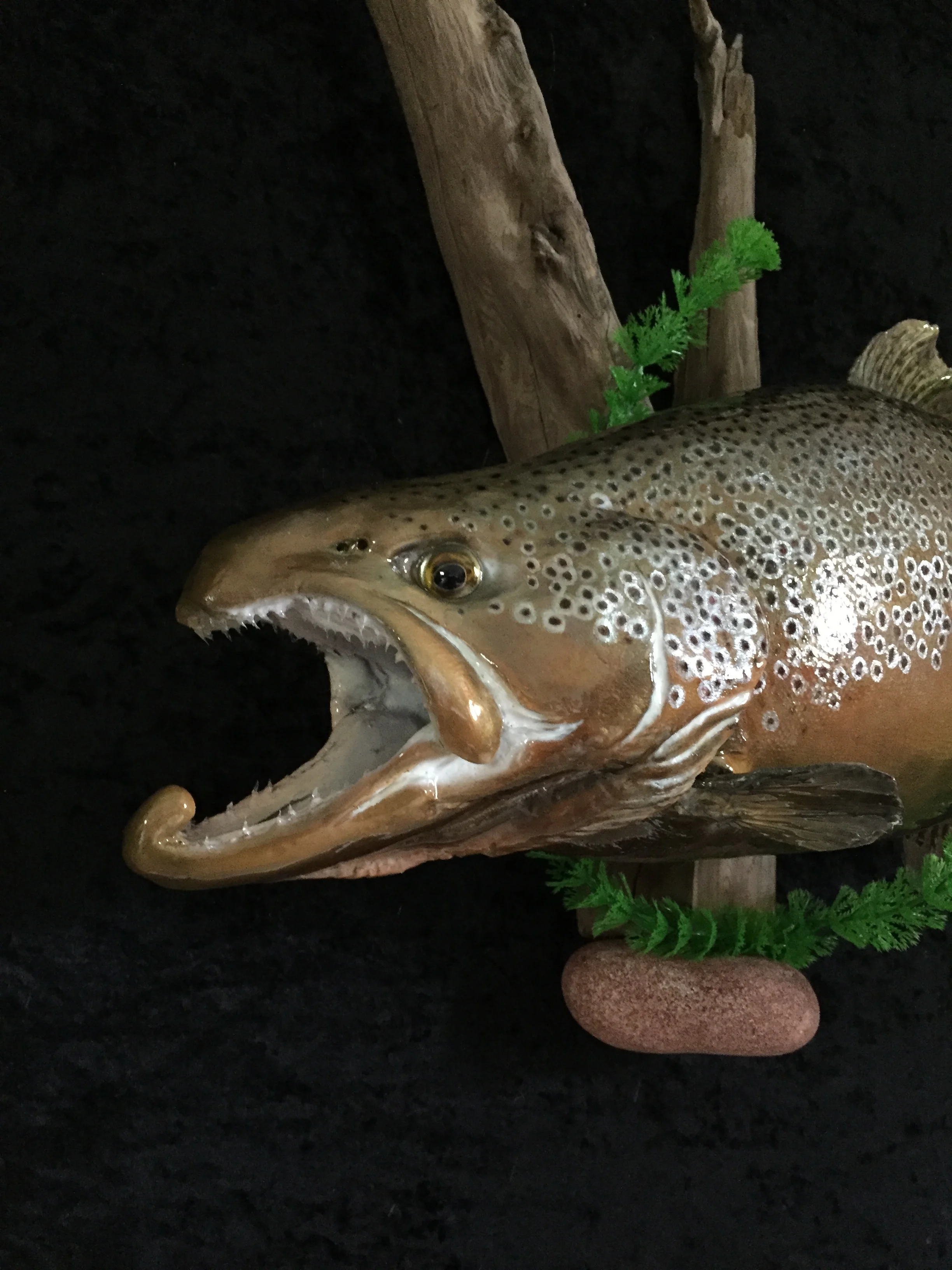 Trout-5.JPG