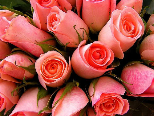 Pink-Flowers.jpg