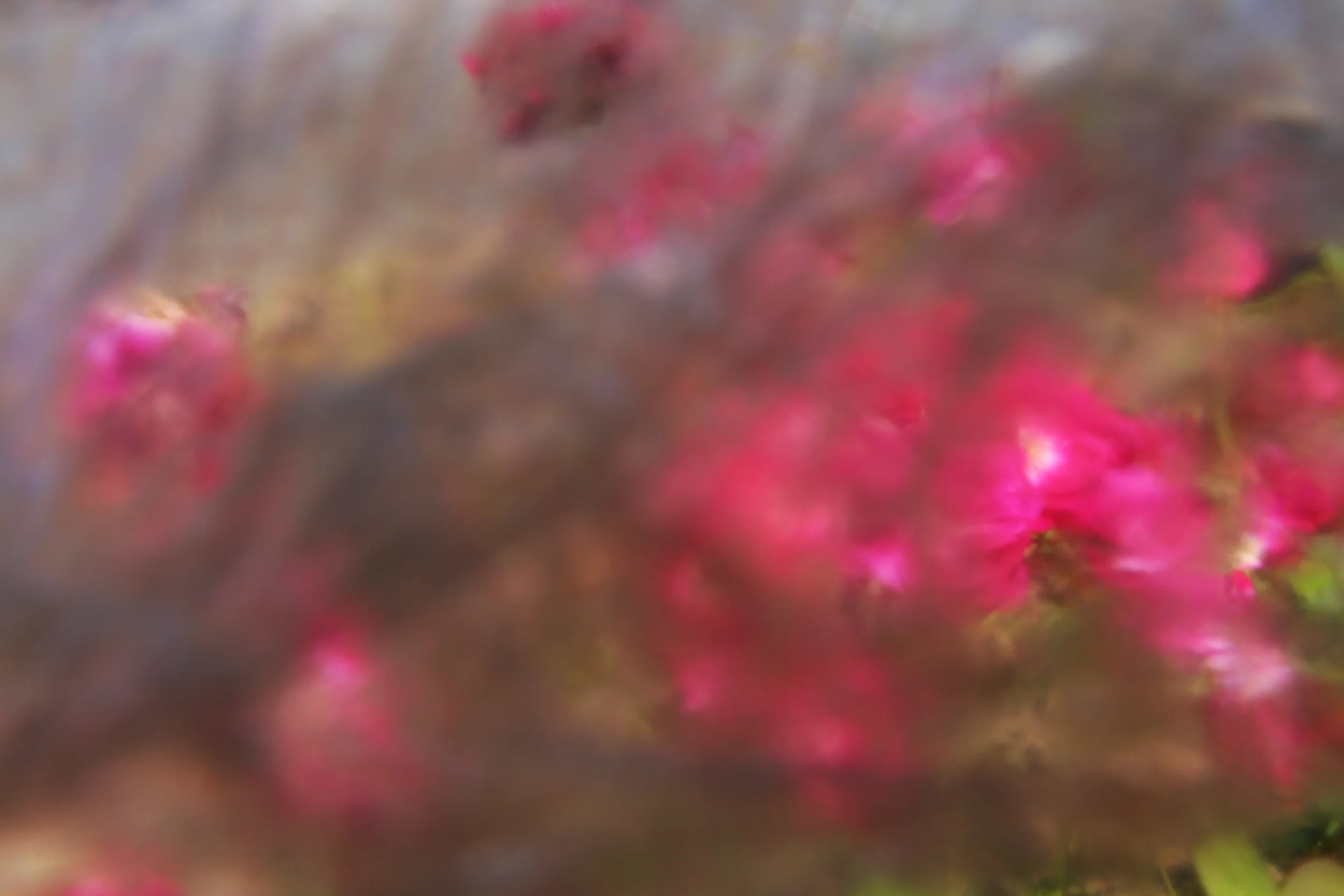 Flowers through glass. Art..JPG