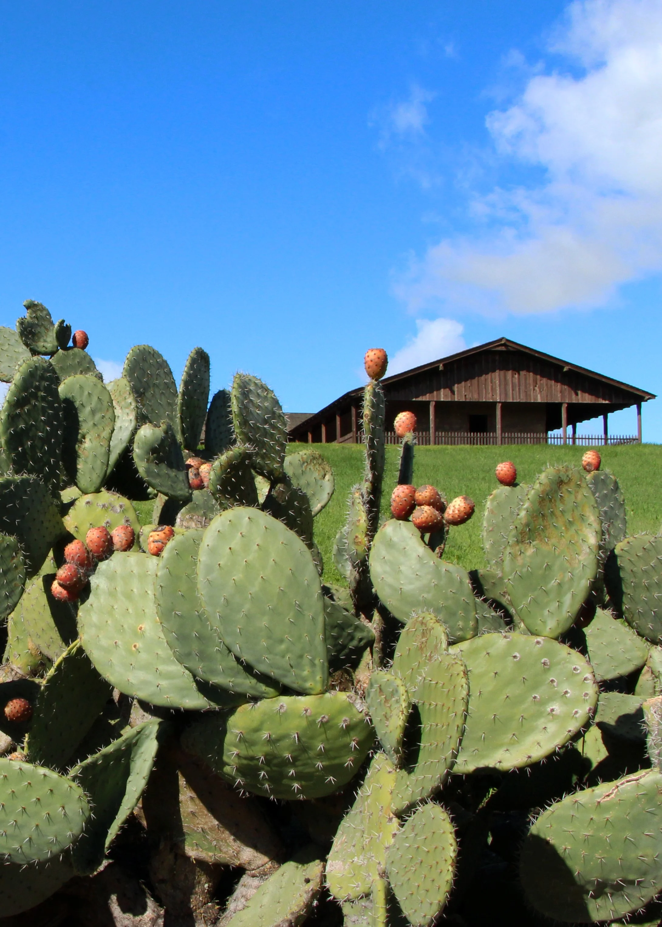 Nopales and Adobe